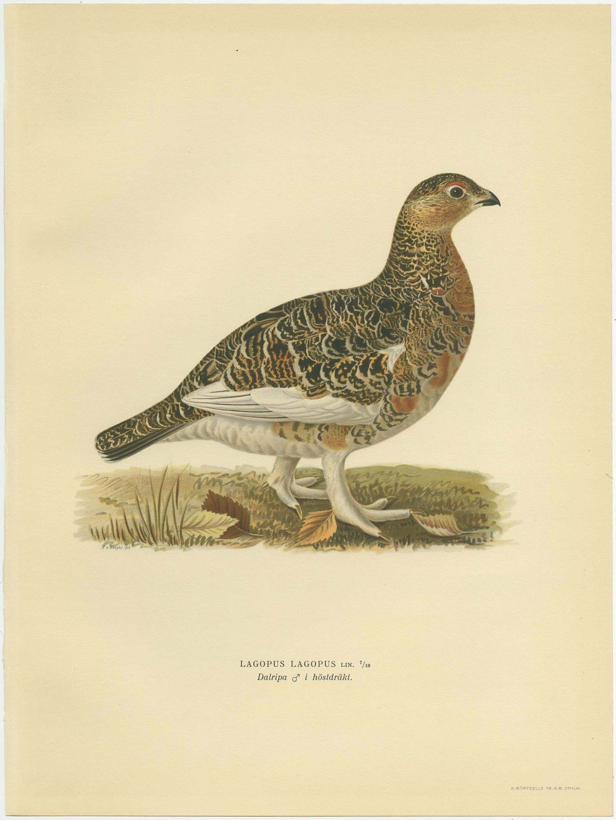 Antique Bird Print Of The Willow Ptarmigan 'Male' By Von Wright, 1929 photo for sale