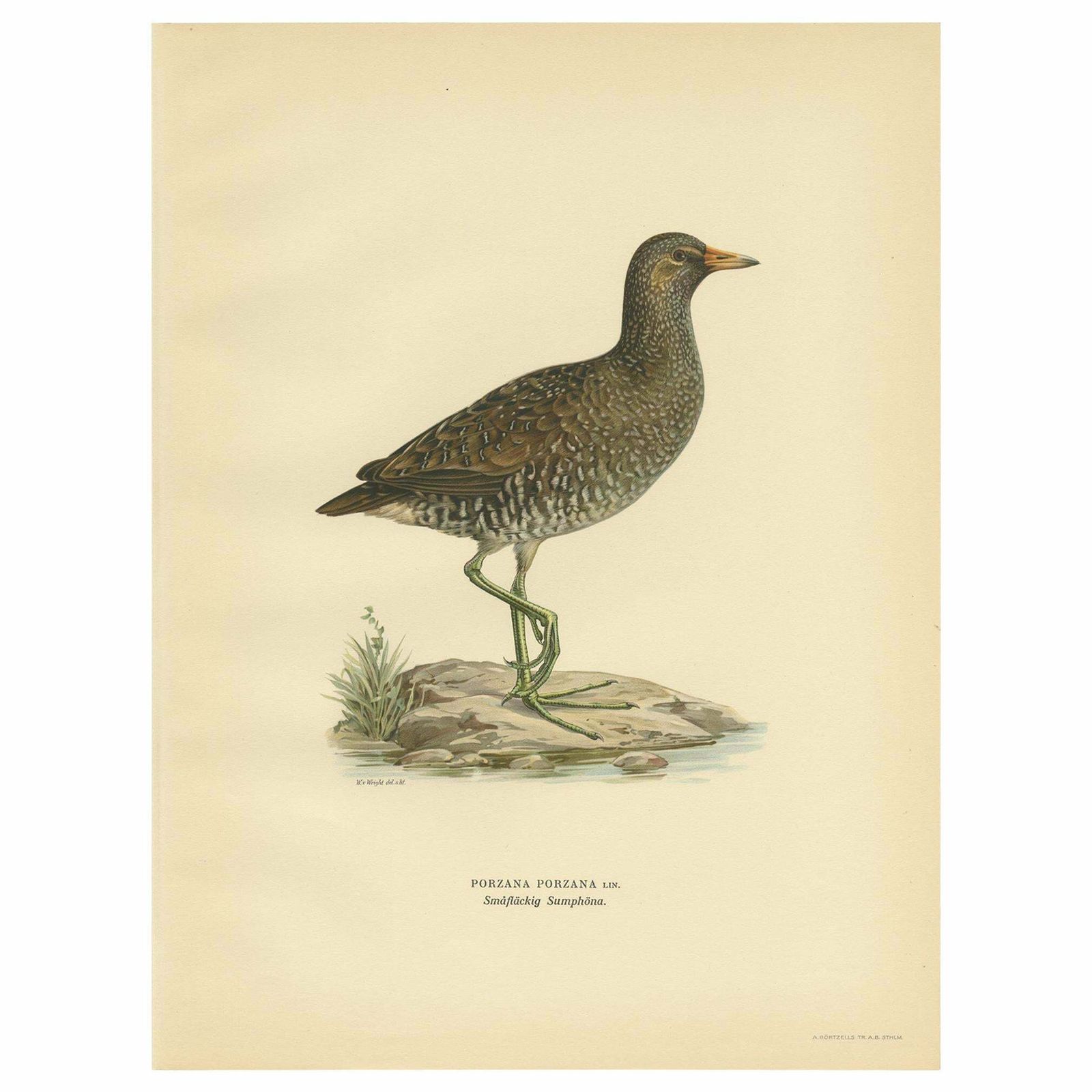 Antique Bird Print Of The Spotted Crake By Von Wright '1929'
