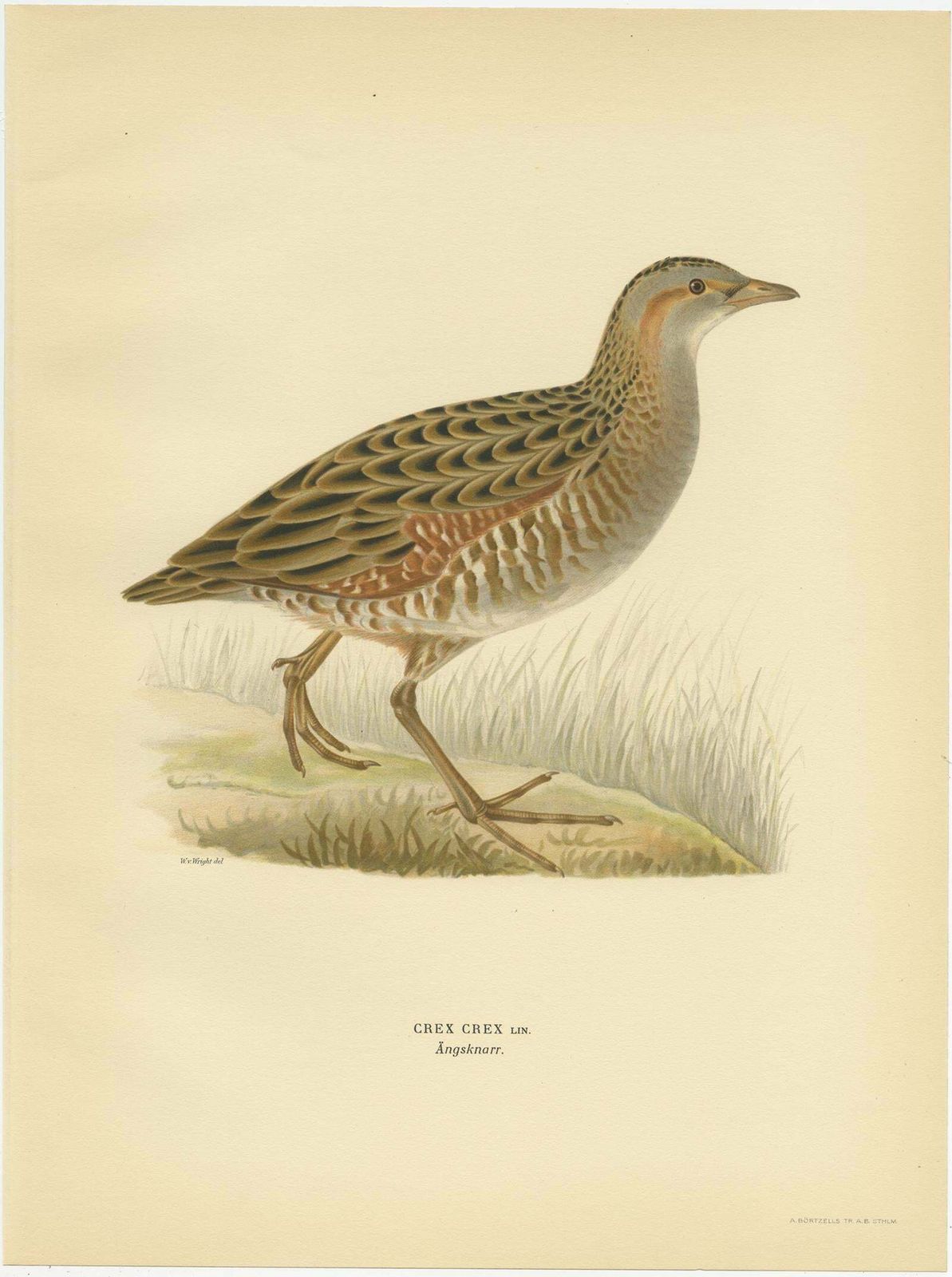 Antique Bird Print Of The Corncrake By Von Wright '1929' photo furniture