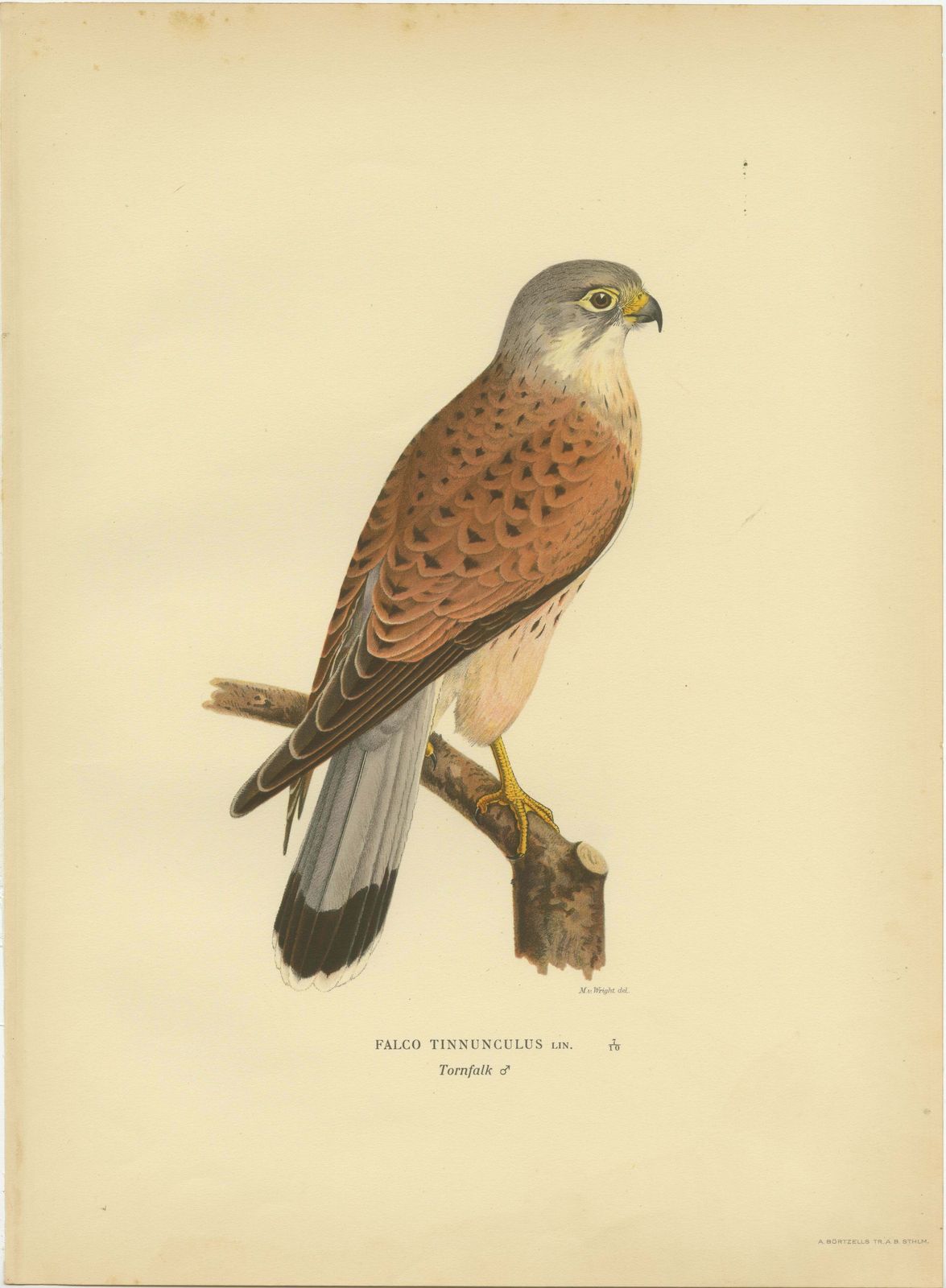 Antique Bird Print Of The Common Kestrel By Von Wright '1929'