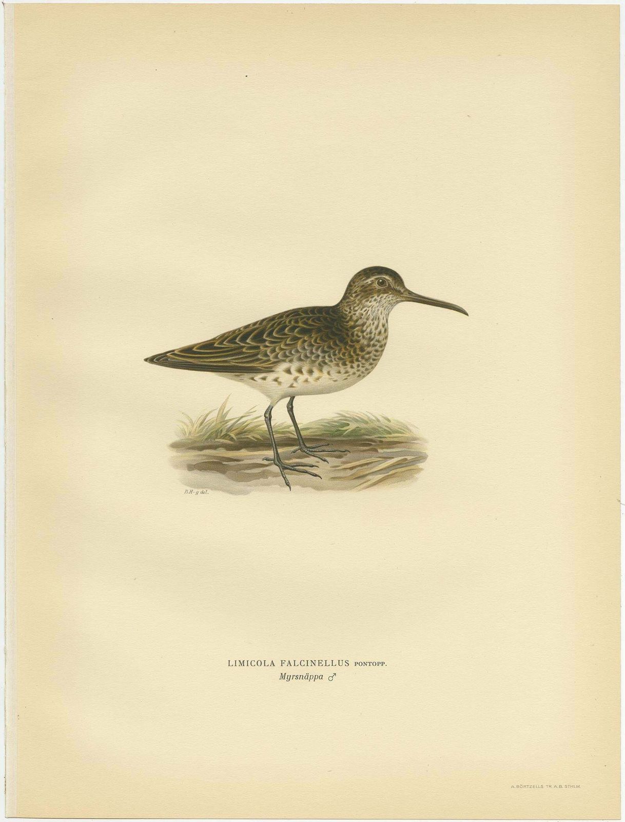 Antique Bird Print Of The Broad Billed Sandpiper, 'Male' By Von Wright '1929' photo Art