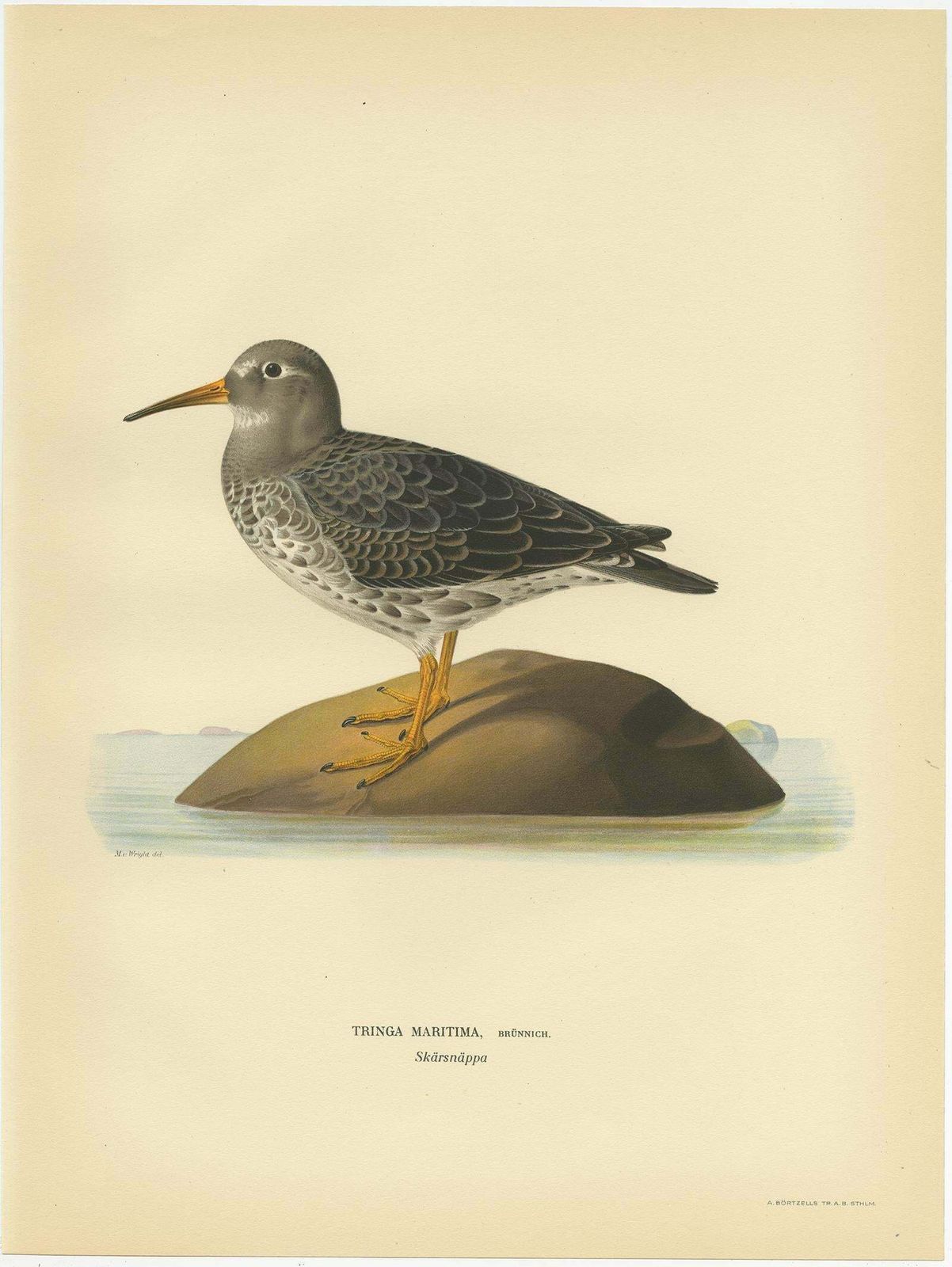 Antique Bird Print Of The Purple Sandpiper By Von Wright, 1929 photo furniture