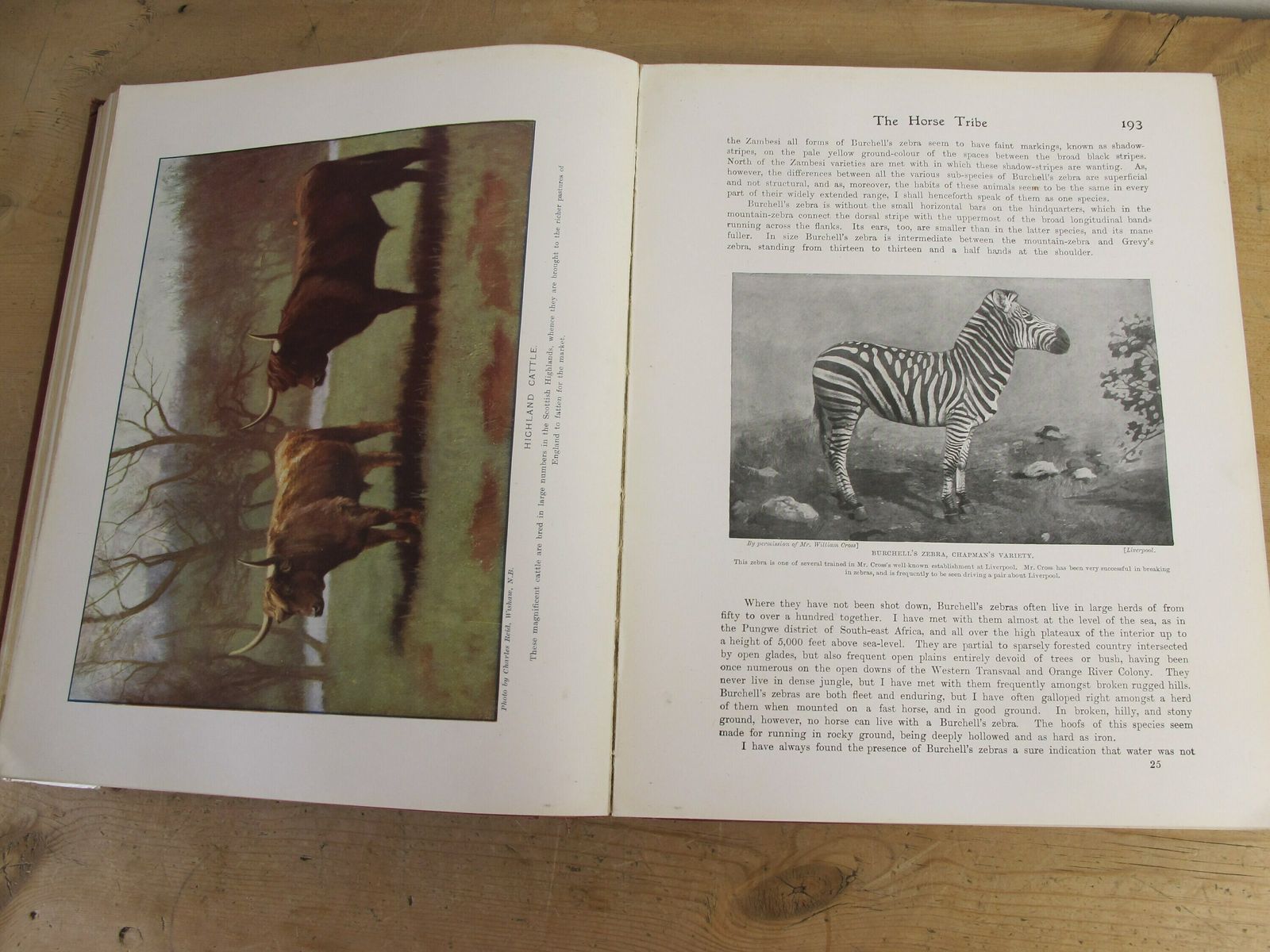 The Living Animals Of The World   Volume 1   Mammals. Hutchinsons And Co. With 13 Colour Plates Along With 567 Illustrations photo 55.0