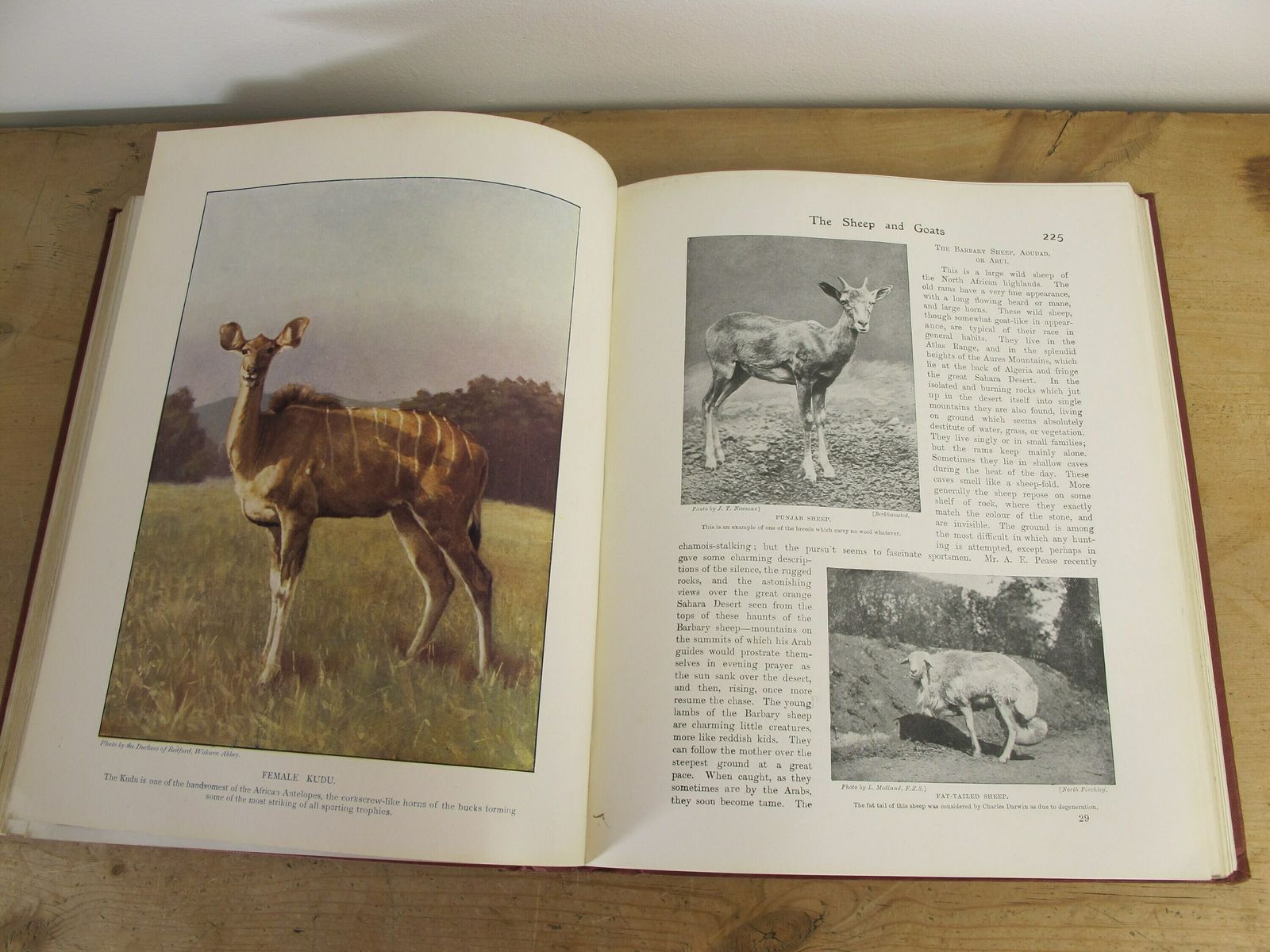 The Living Animals Of The World   Volume 1   Mammals. Hutchinsons And Co. With 13 Colour Plates Along With 567 Illustrations photo vintage
