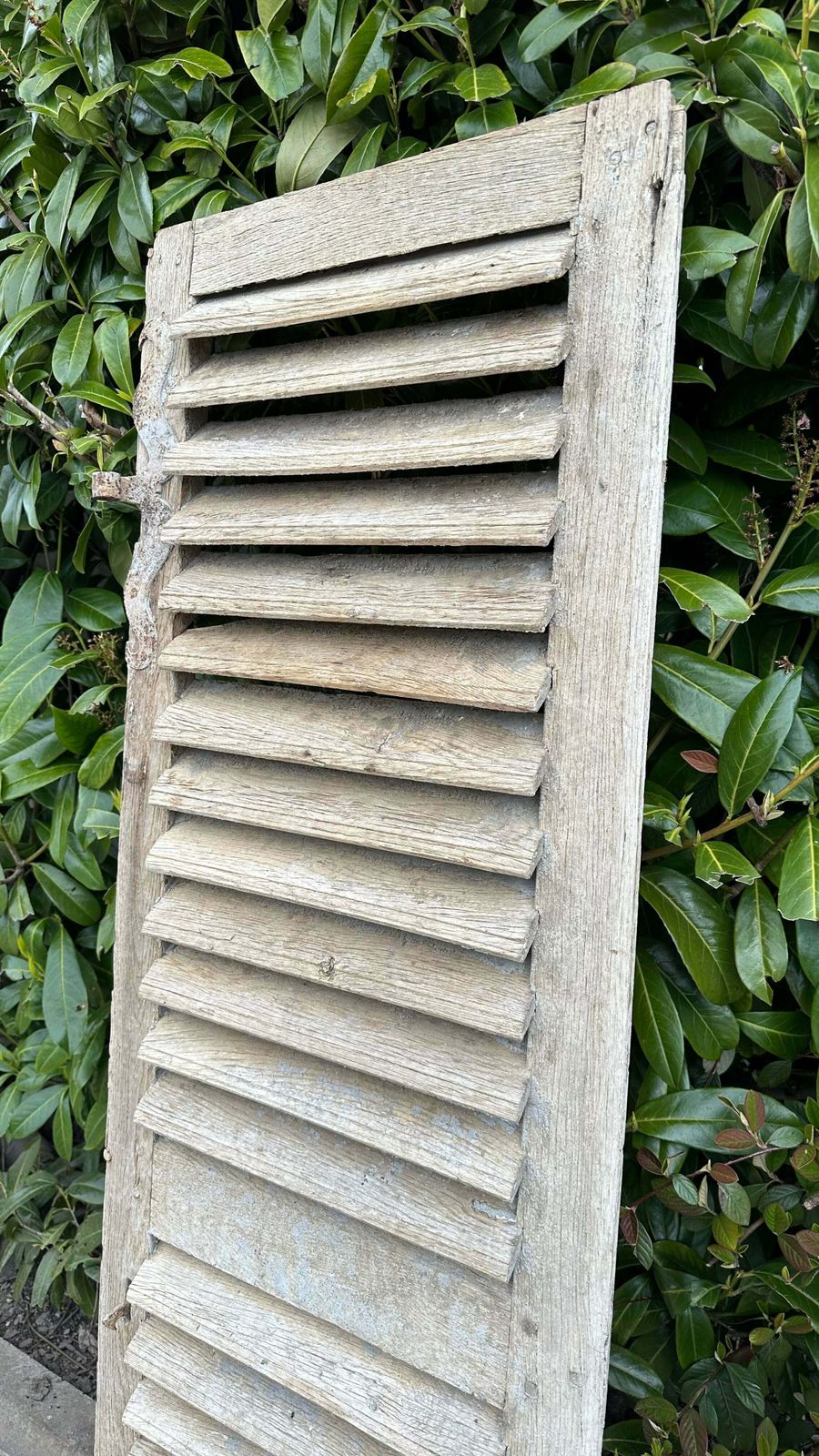 Fabulous Patina Antique French Louvred Window Shutter (1) Original Handle & Very Fine Hinges photo buy