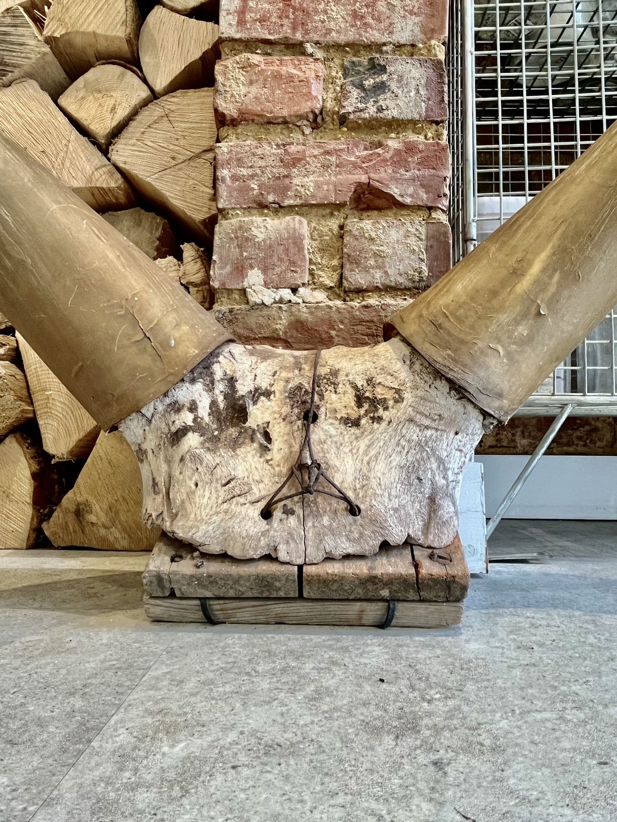 Very Large Antique Horns Wood Mounted photo Home Decor