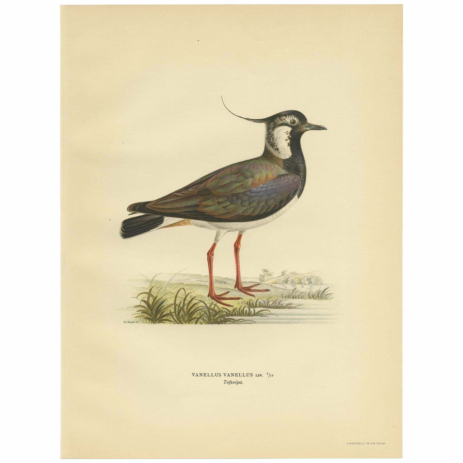 Antique Bird Print Of The Northern Lapwing 'Male' By Von Wright, 1929