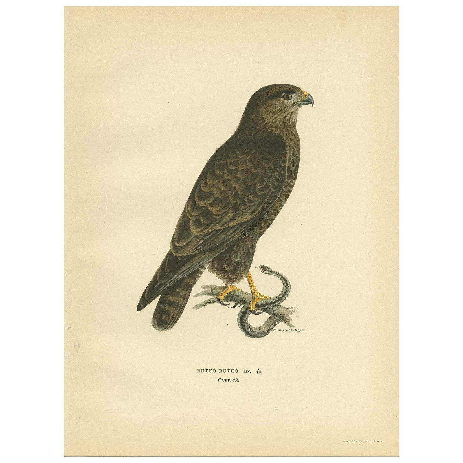 Antique Bird Print Of The Common Buzzard By Von Wright, '1929'