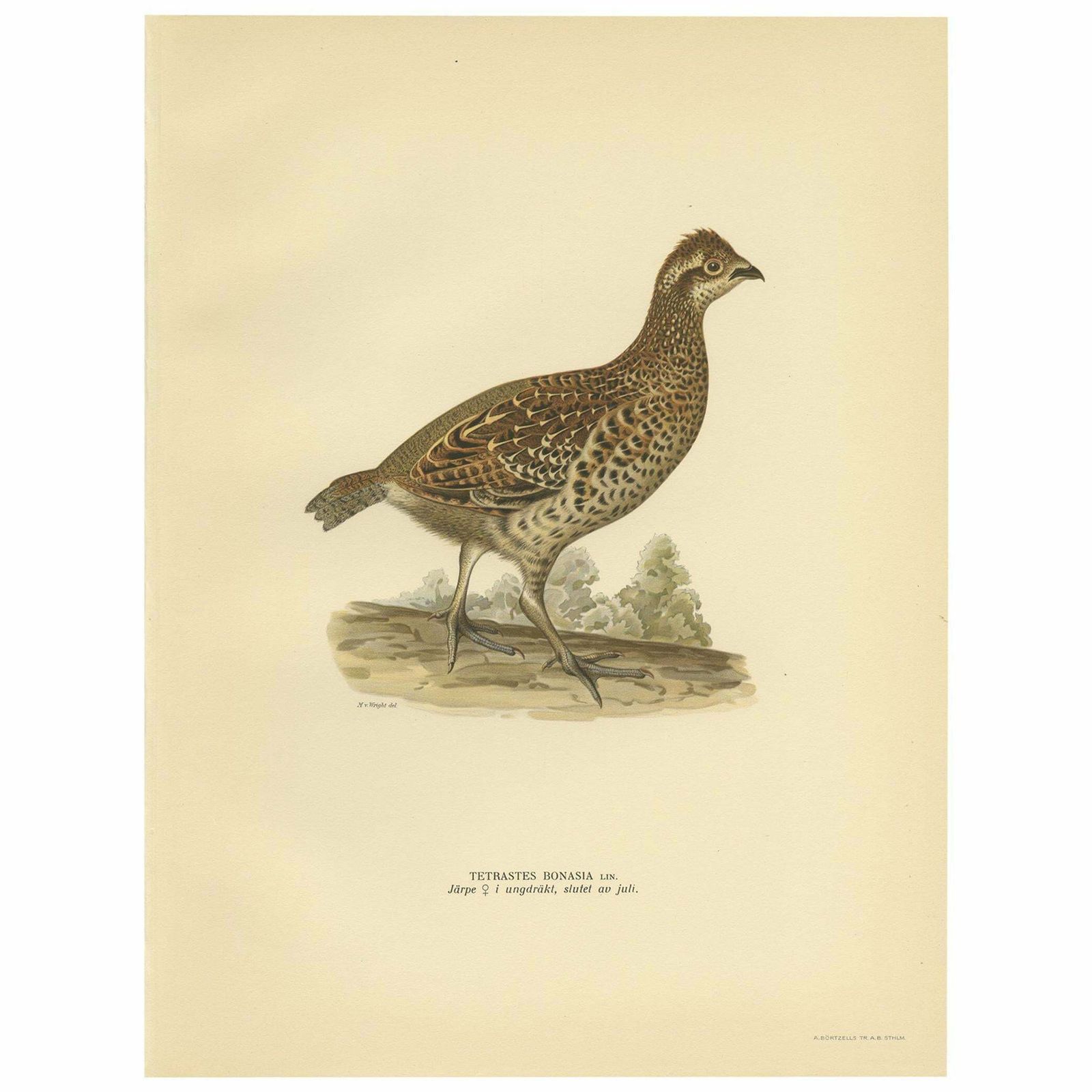 Antique Bird Print Of The Hazel Grouse 'Female' By Von Wright '1929'