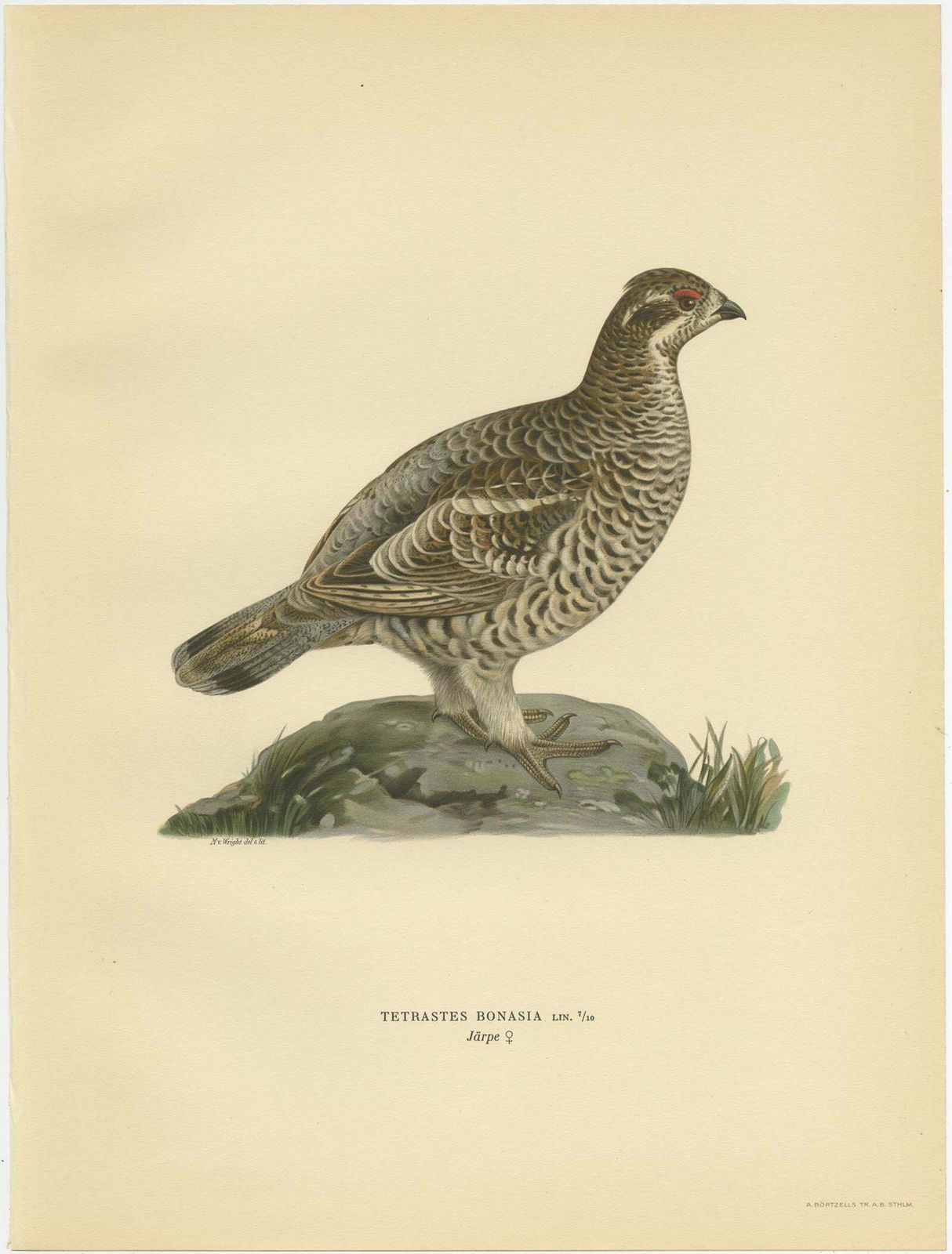 Antique Bird Print Of The Hazel Grouse 'Female' By Von Wright '1929' photo furniture