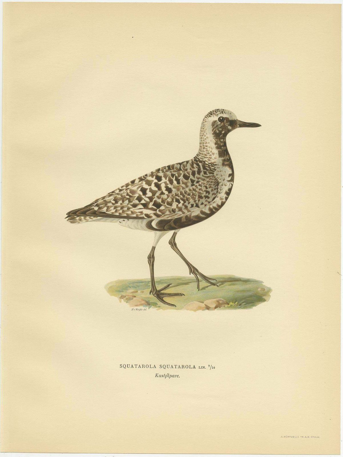 Antique Bird Print Of The Grey Plover By Von Wright, 1929 photo for sale