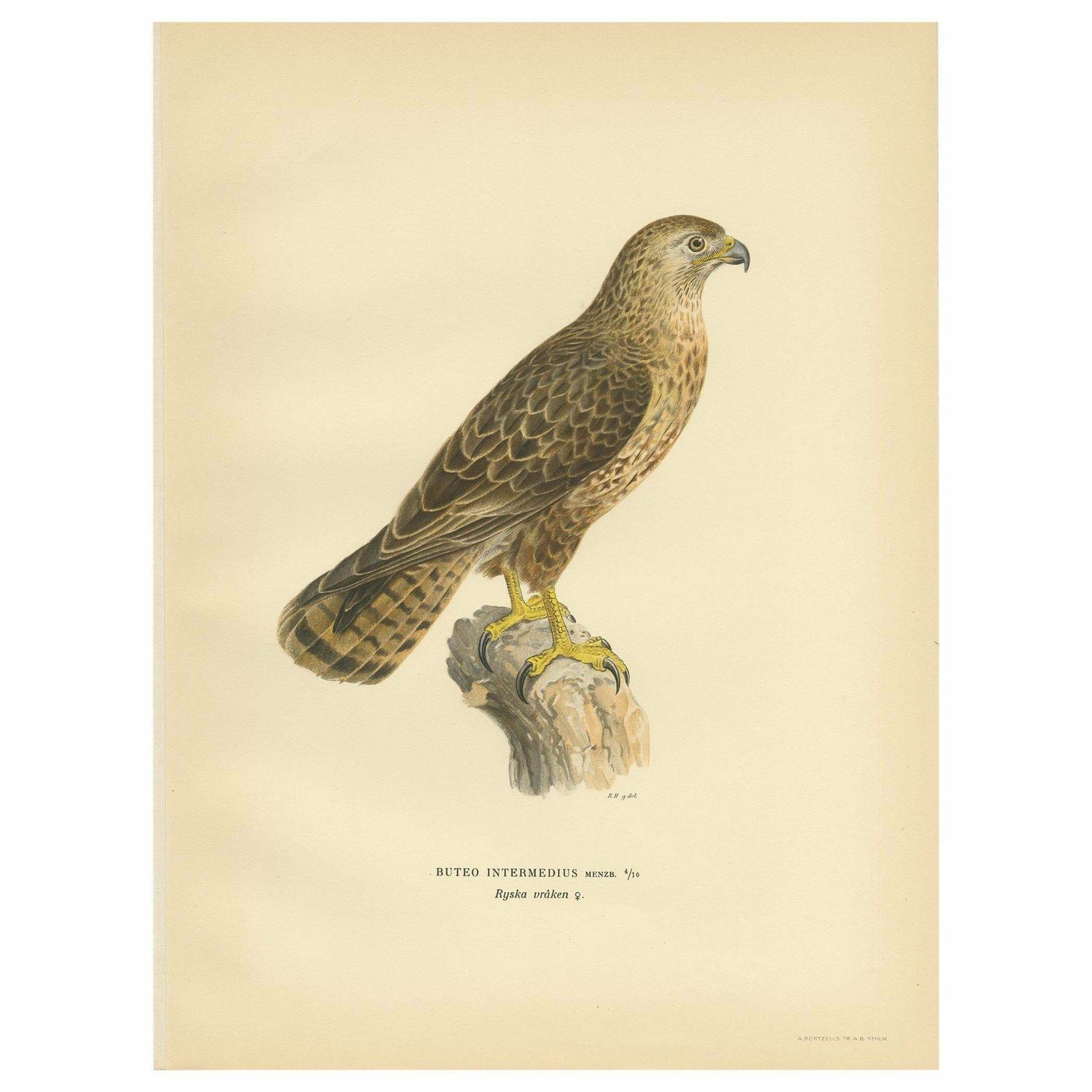 Antique Bird Print Of A Female Buzzard By Von Wright, '1929'