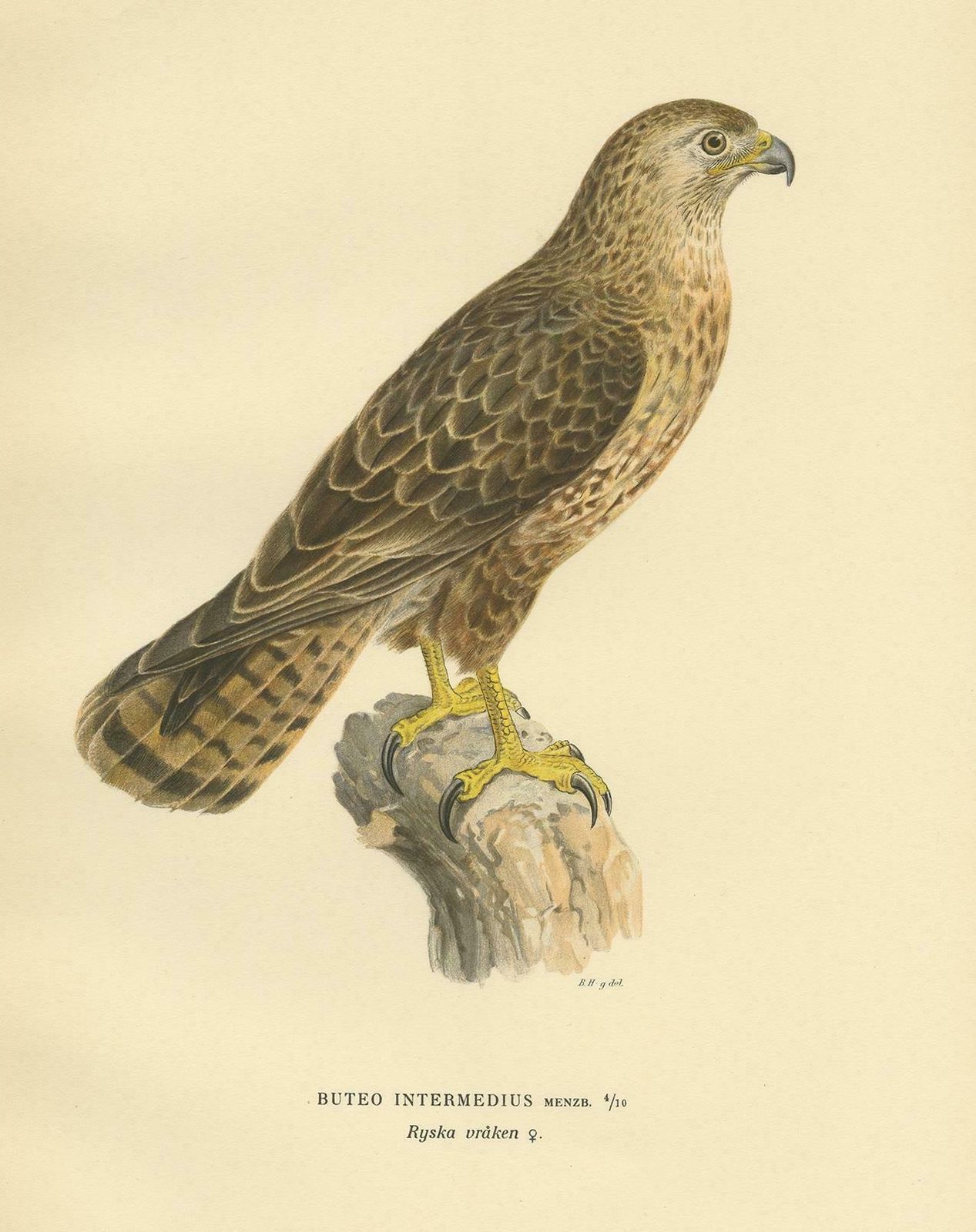 Antique Bird Print Of A Female Buzzard By Von Wright, '1929' photo Art