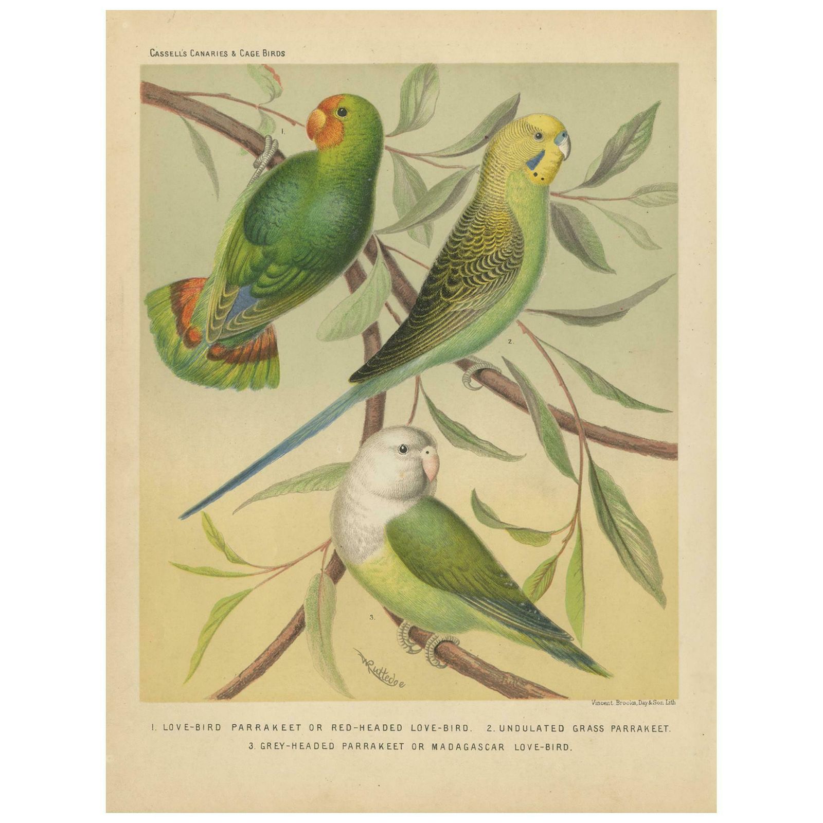 Antique Bird Print Of Red Headed Love Bird, Undulated Grey Headed And Parakeet