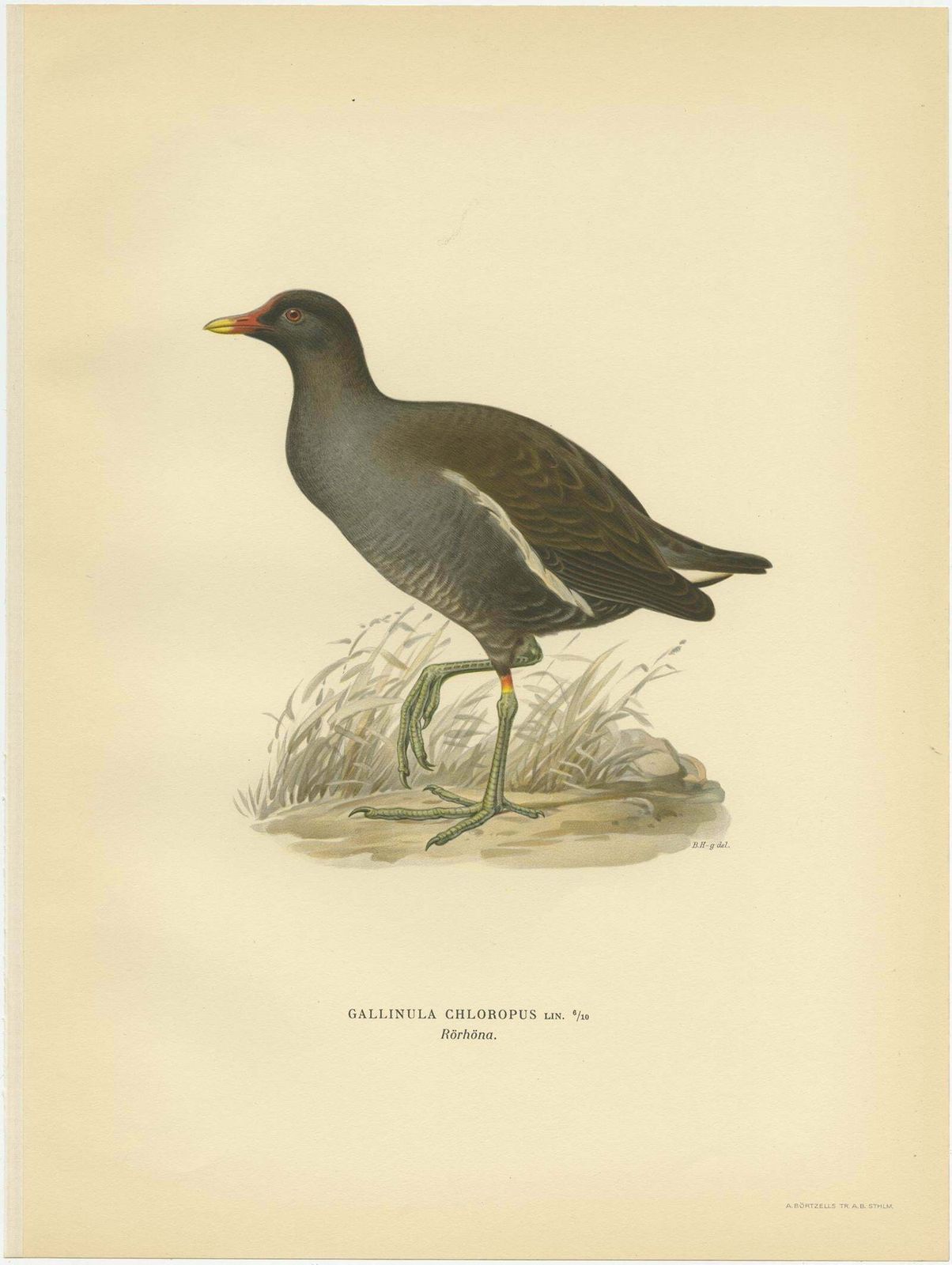 Antique Bird Print Of The Common Moorhen By Von Wright '1929' photo for sale