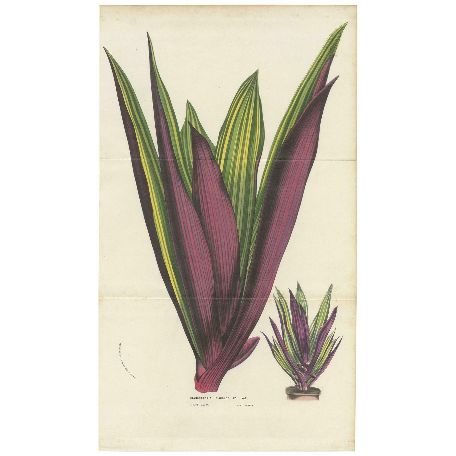 Antique Botany Print Of Tradescantia Spathacea By Van Houtte, 1856