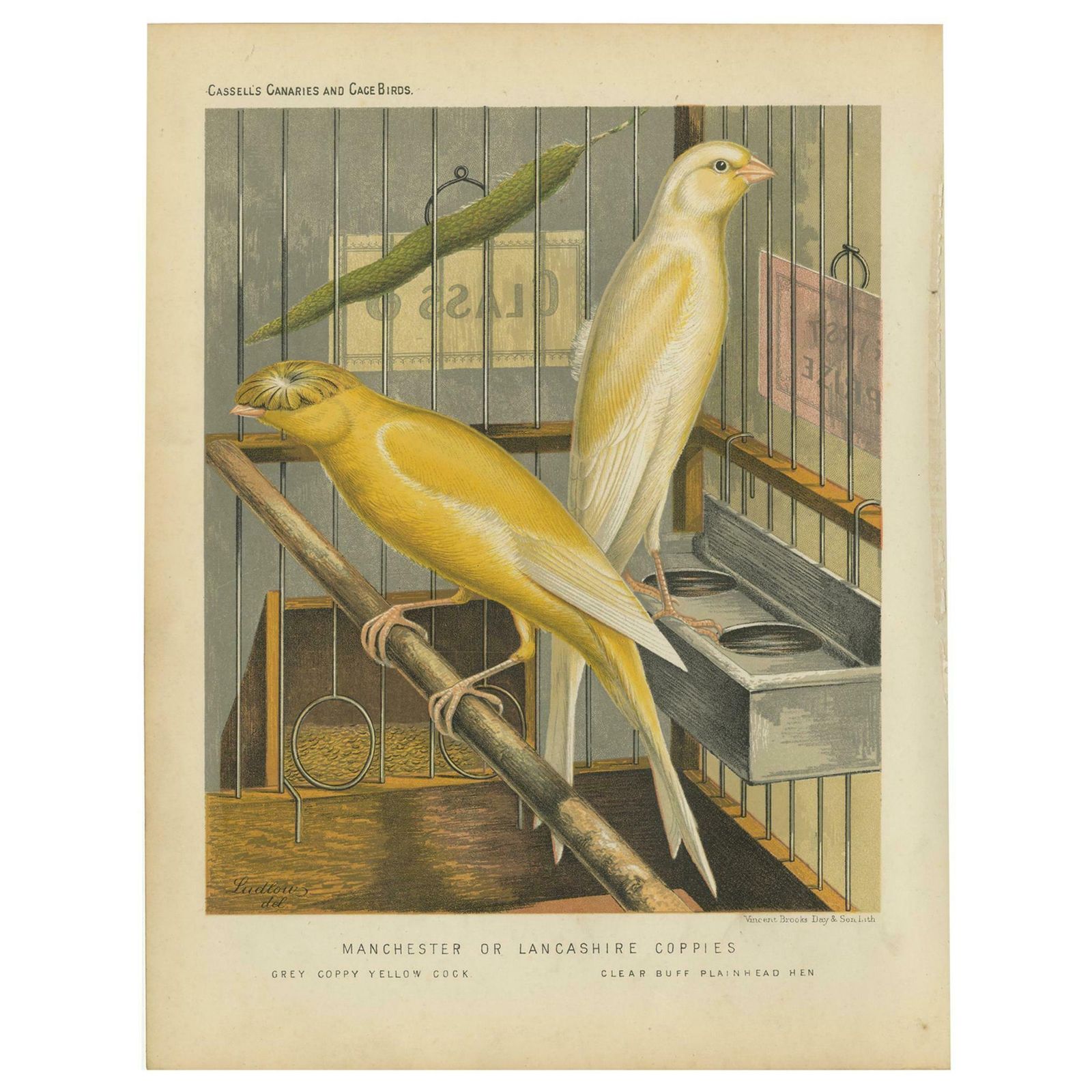 Antique Bird Print Of The Manchester Or Lancashire Coppies, Grey And Clear