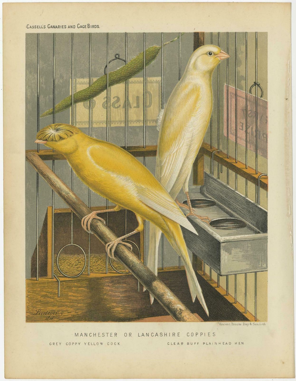 Antique Bird Print Of The Manchester Or Lancashire Coppies, Grey And Clear photo for sale