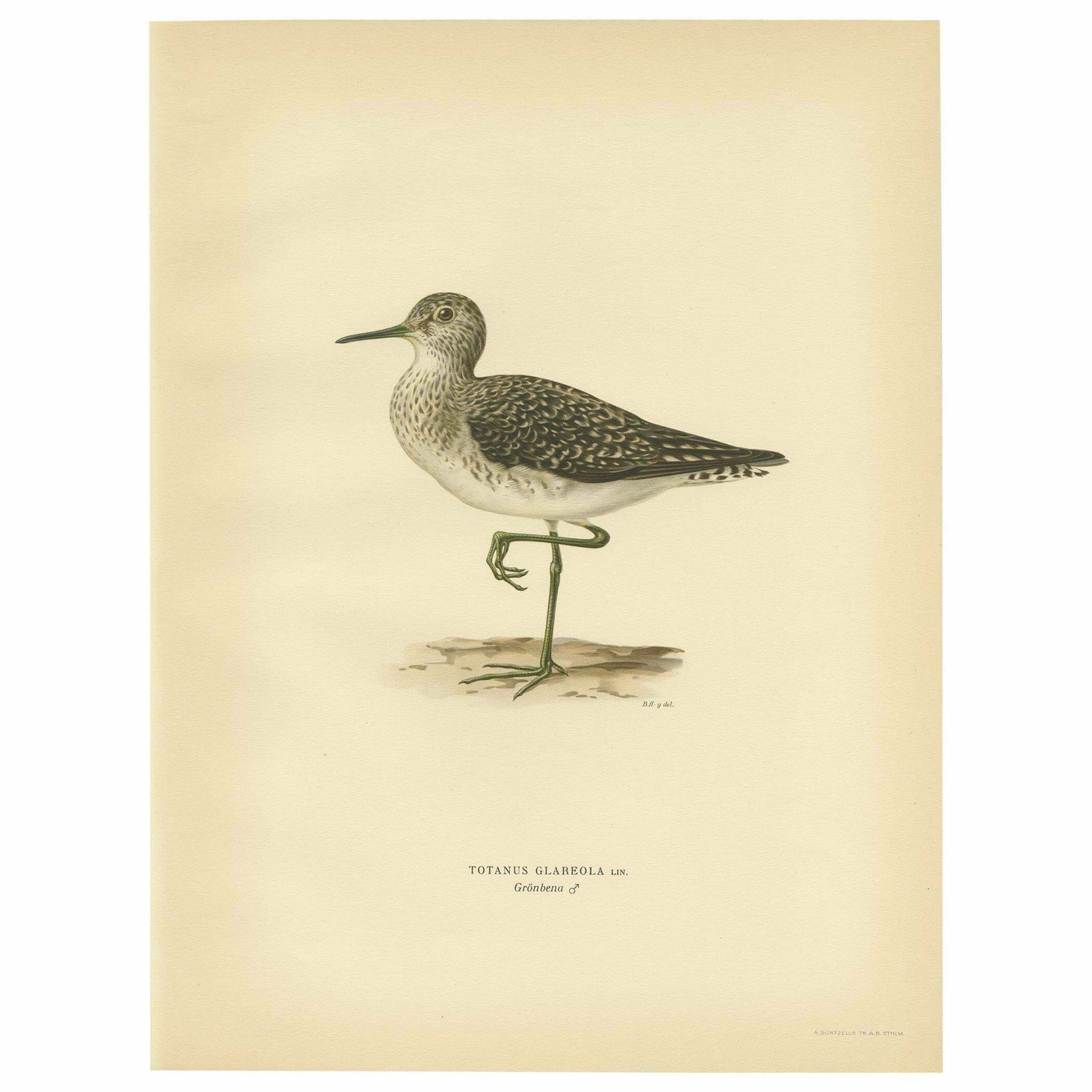Antique Bird Print Of The Wood Sandpiper 'Male' By Von Wright, 1929