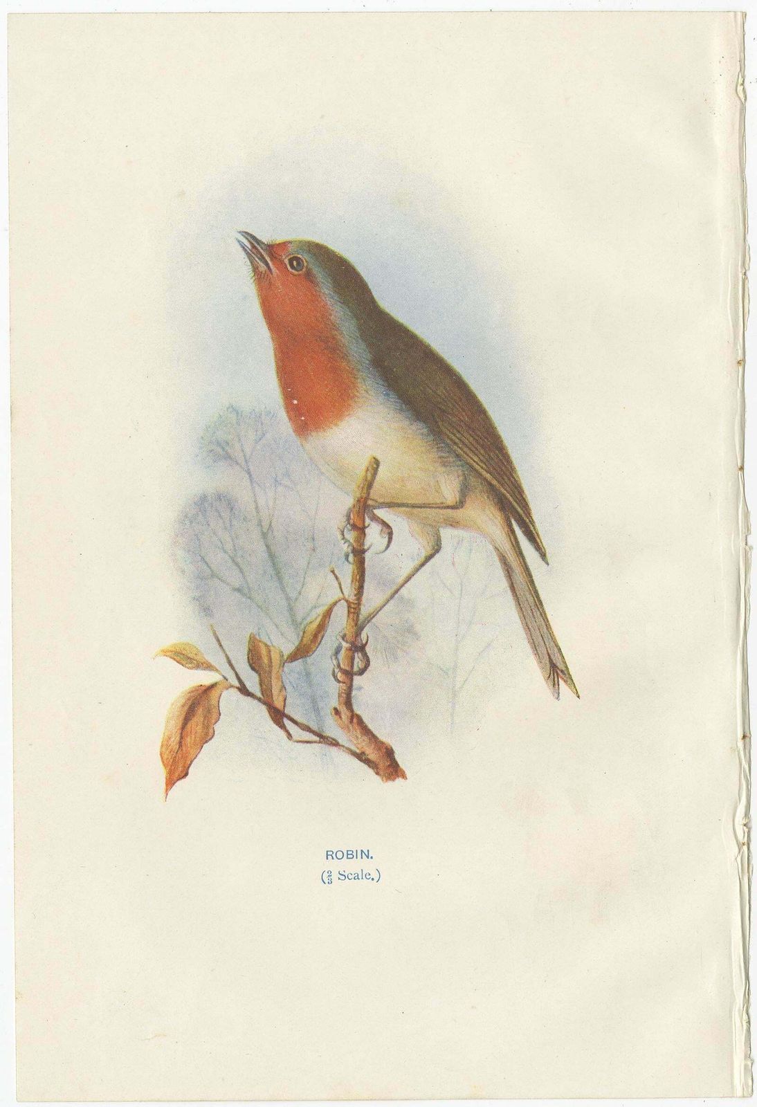 Set Of 4 Antique Bird Prints Wren, Whitethroat, Robin, 1901 photo Art
