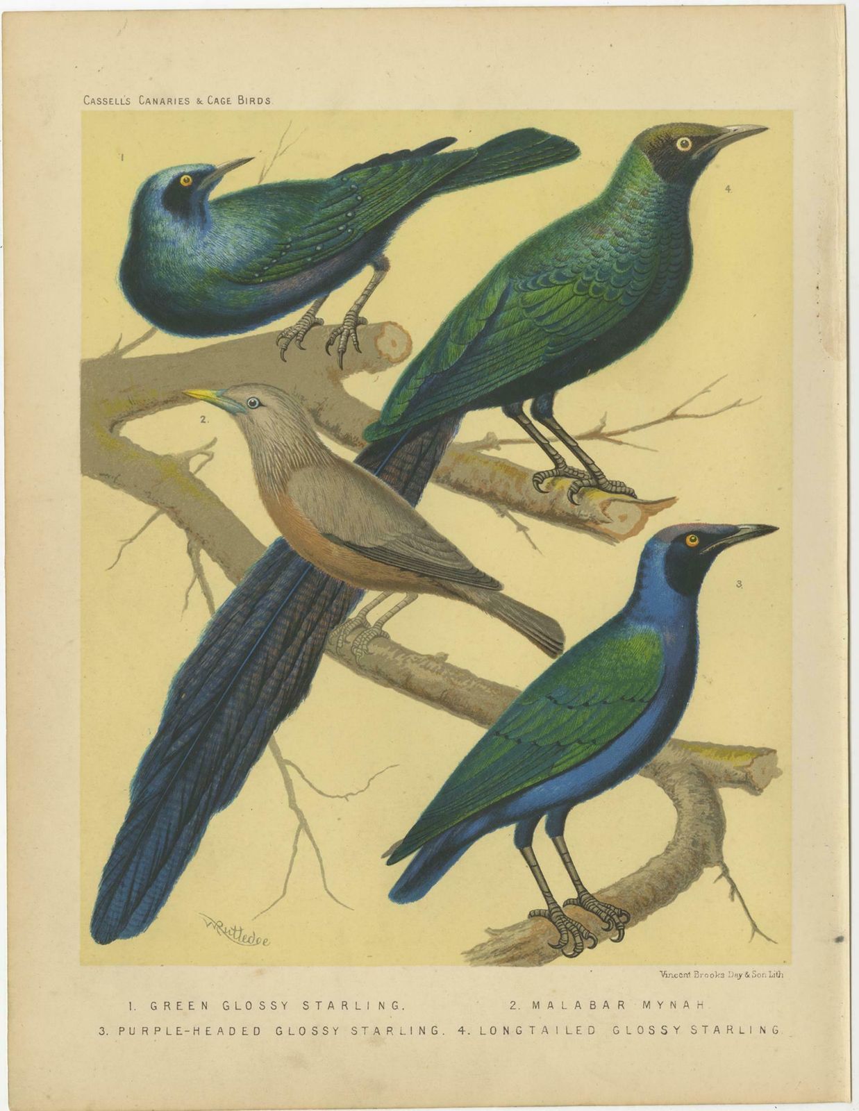 Antique Bird Print Of The Emerald Starling, Chestnut Tailed Starling And Others photo Art