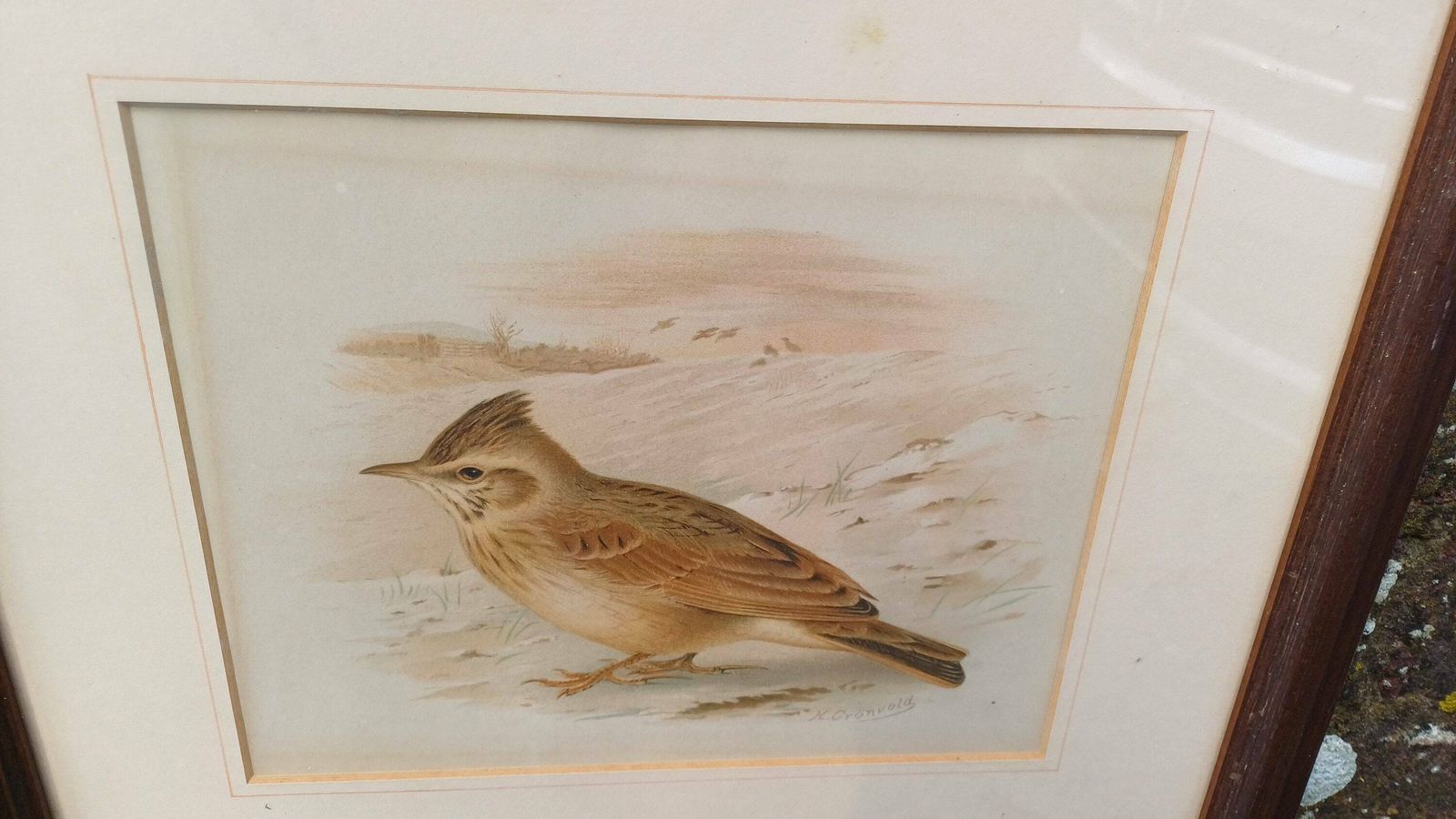 Two Victorian Chromo Lithograph Prints Of Birds, Robin Redbreast And Crested Lark C1870 By H Gronveld, Grunveld, Framed In 1982 photo buy