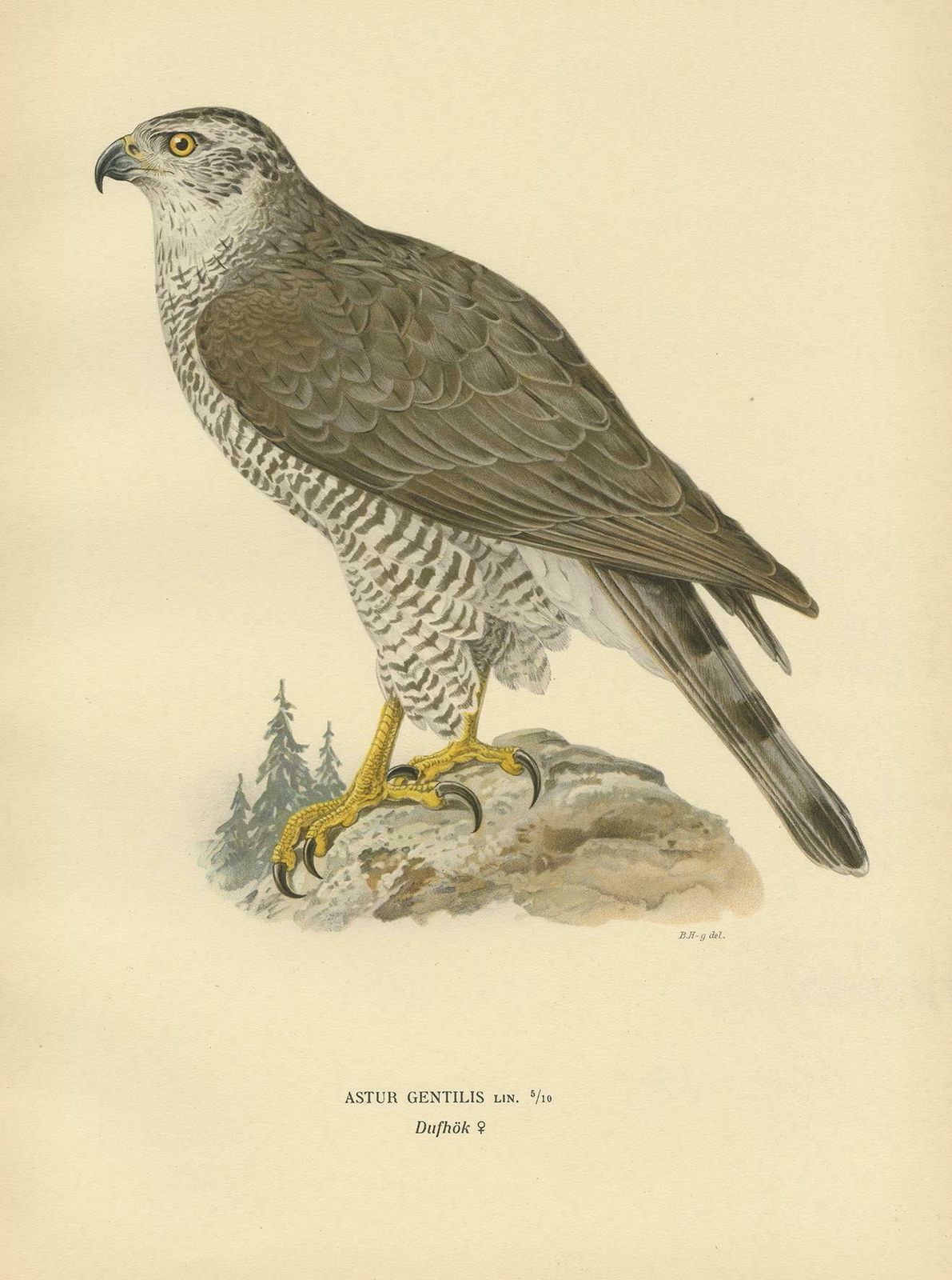 Antique Bird Print Of A Female Goshawk By Von Wright '1929' photo Art