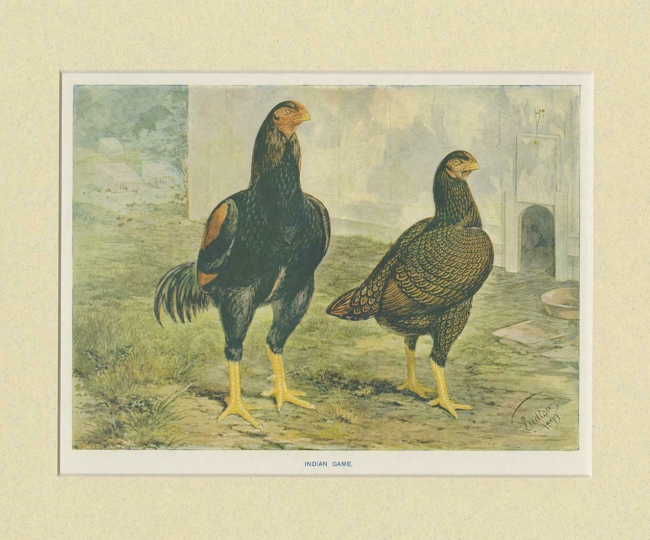 Antique Bird Print Of Indian Game Chicken By André & Sleigh, Circa 1900 photo Art