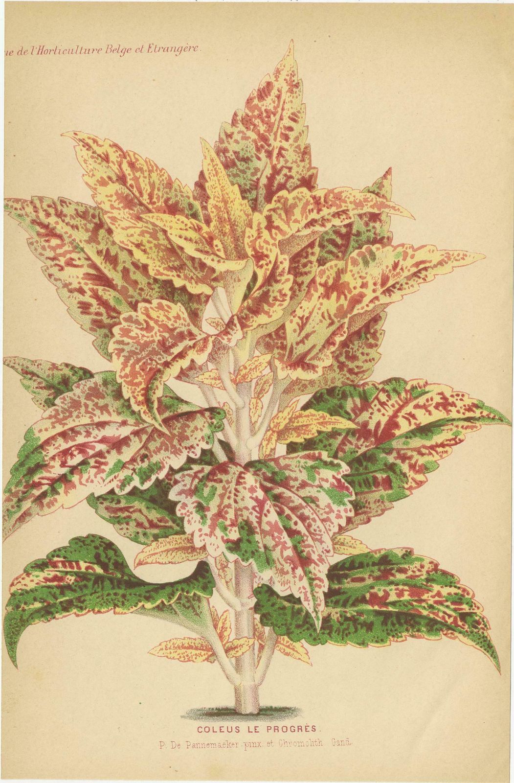 Set Of 3 Antique Botany Prints, Harlequin Flower, Coleus, Abutilon 'Circa 1890' photo for sale