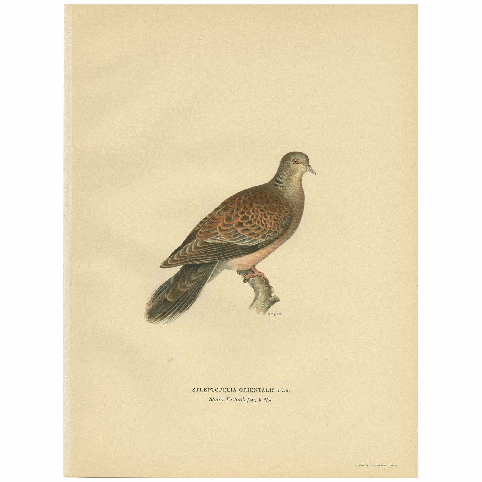 Antique Bird Print Of The Oriental Turtle Dove By Von Wright, 1929