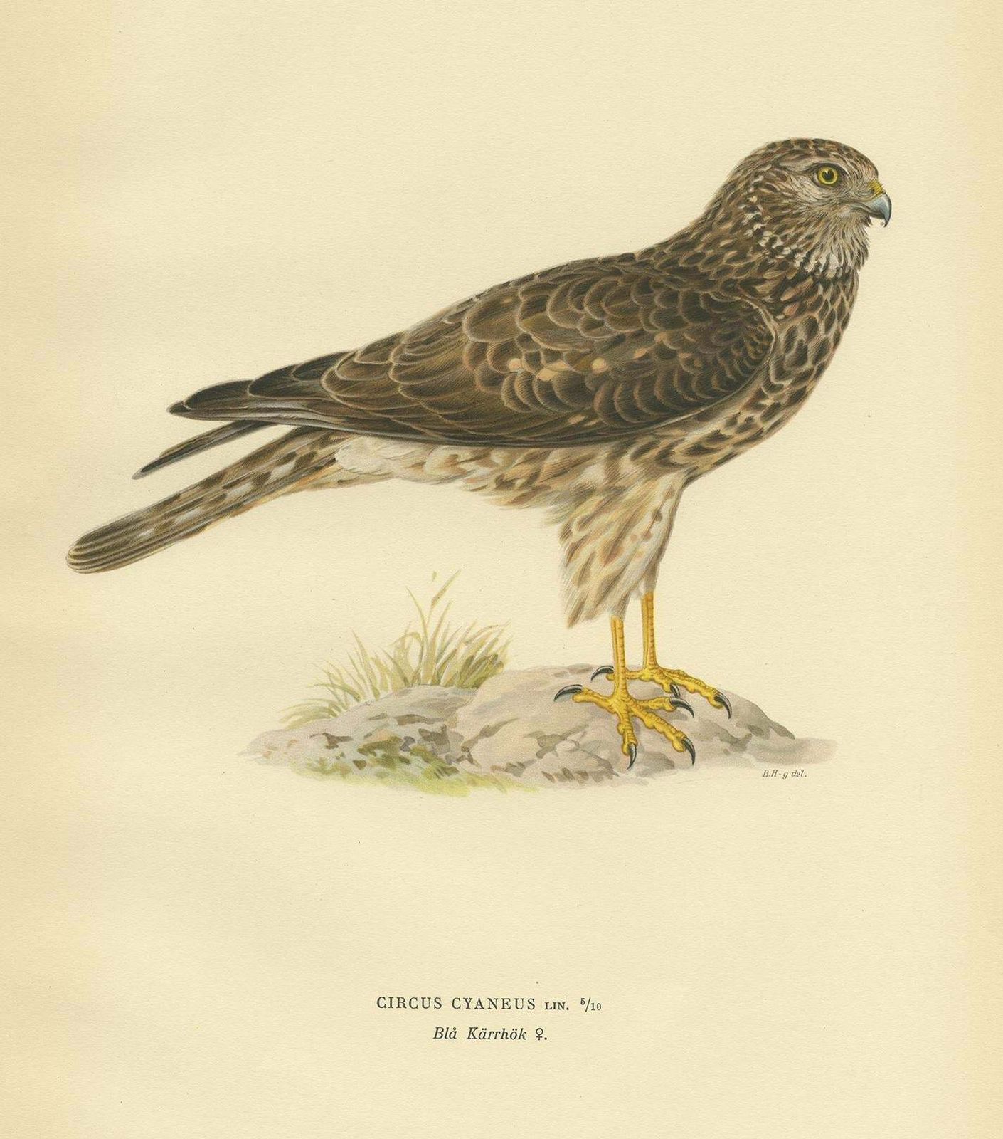 Antique Bird Print Of A Female Hen Harrier By Von Wright '1929' photo Art