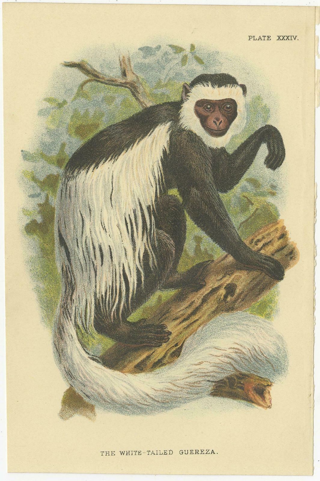 Set Of 2 Antique Prints Of Guereza Monkey Species By Lloyd, Circa 1894 photo furniture