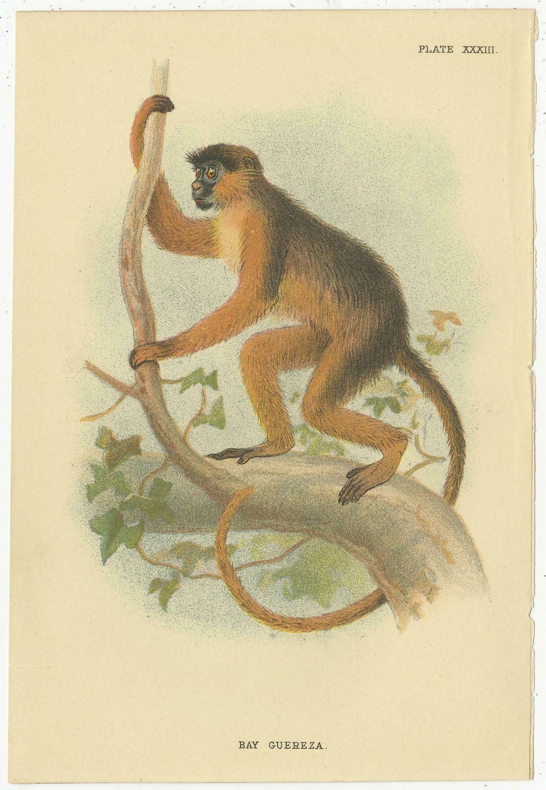 Set Of 2 Antique Prints Of Guereza Monkey Species By Lloyd, Circa 1894 photo for sale