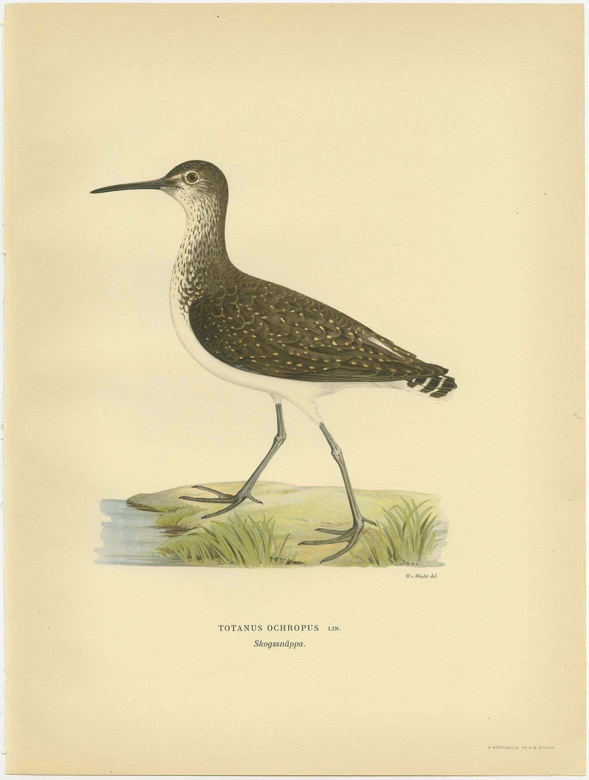 Antique Bird Print Of The Green Sandpipe By Von Wright, 1929 photo for sale
