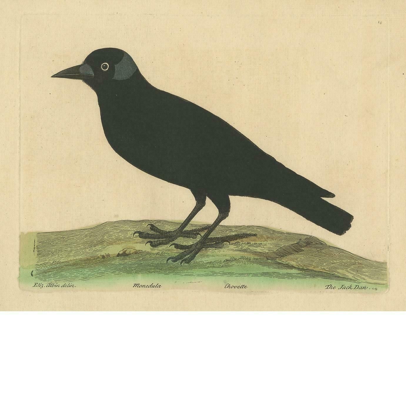 Antique Bird Print Of The Western Jackdaw By Albin 'Circa 1738' photo Art