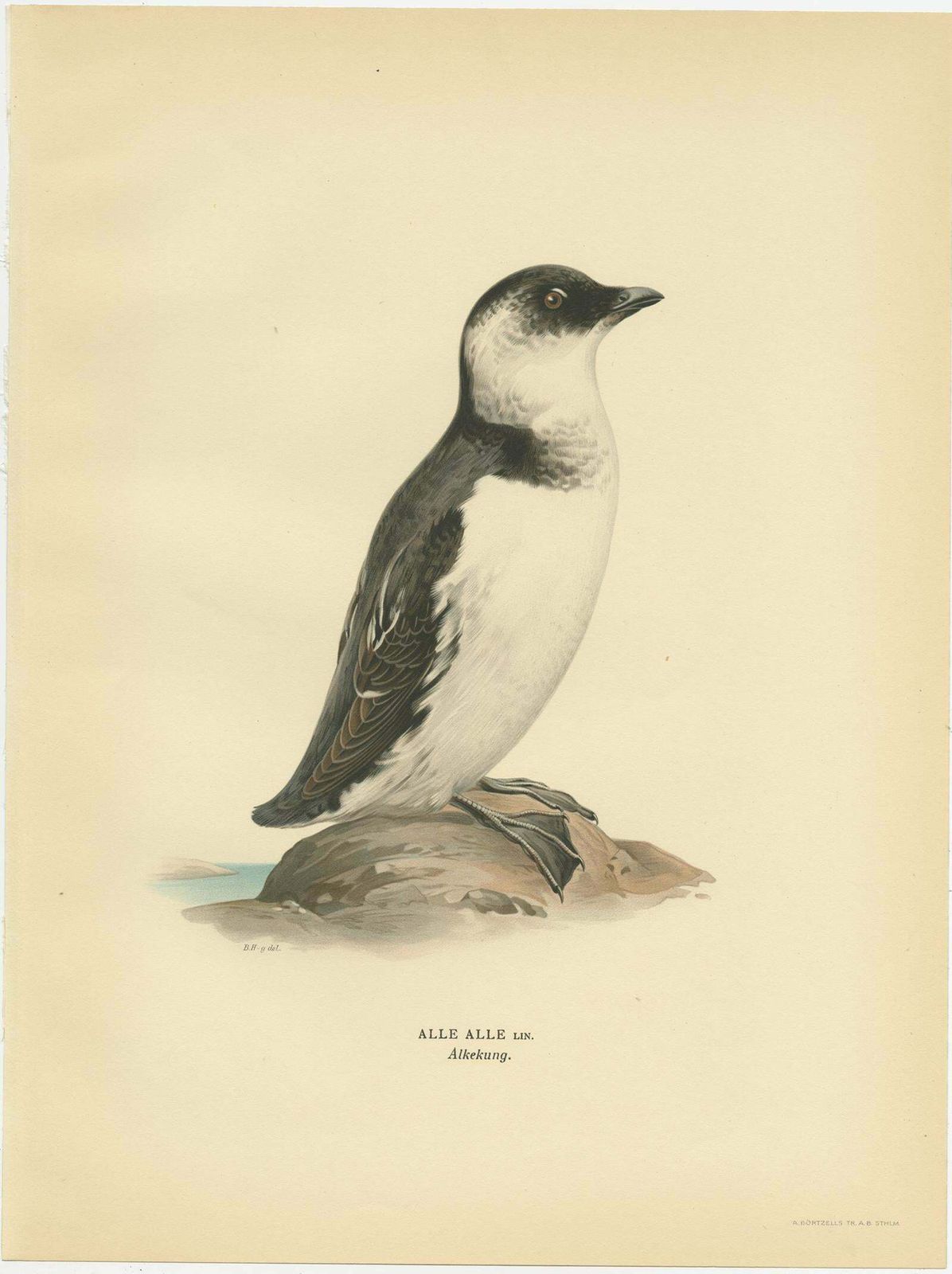 Antique Bird Print Of The Little Auk Or Dovekie By Von Wright '1929' photo furniture