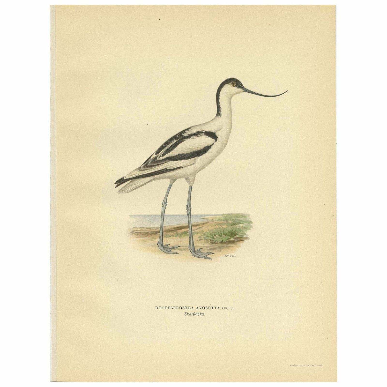 Antique Bird Print Of The Pied Avocet By Von Wright '1929'