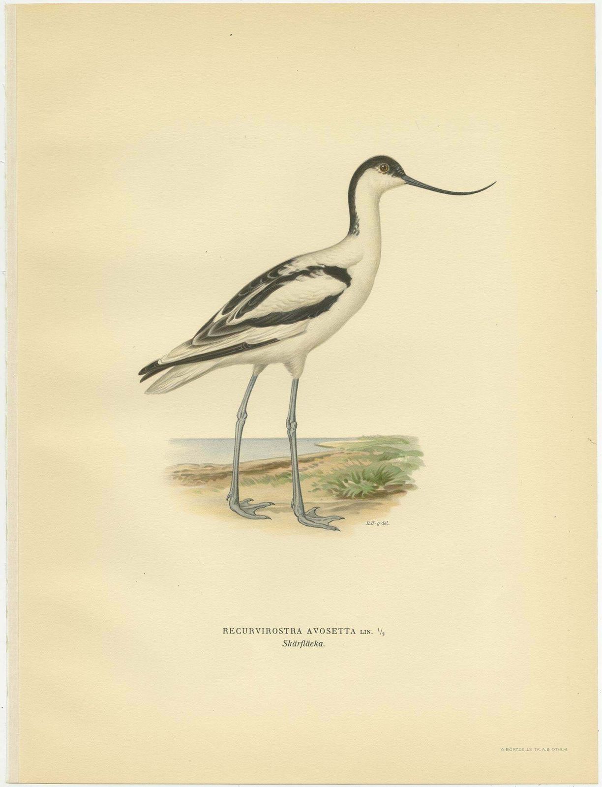 Antique Bird Print Of The Pied Avocet By Von Wright '1929' photo furniture