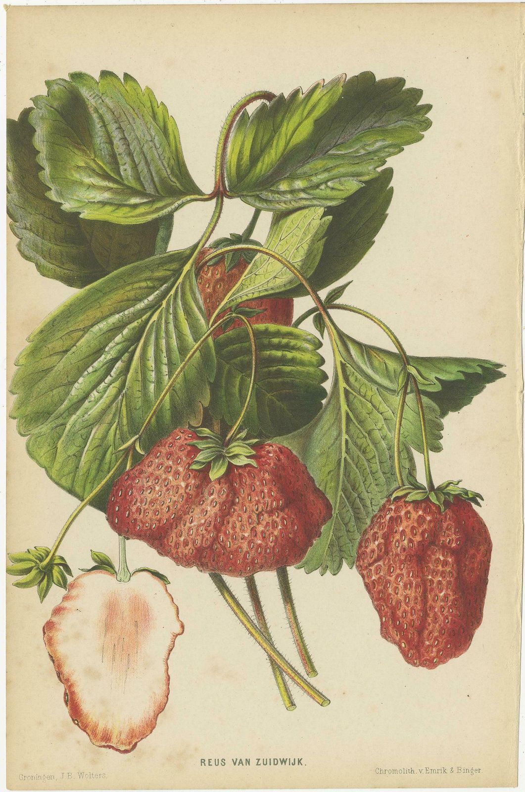 Set Of 3 Antique Botany Prints, Spirea, Strawberry, By Oudemans, Circa 1865 photo for sale