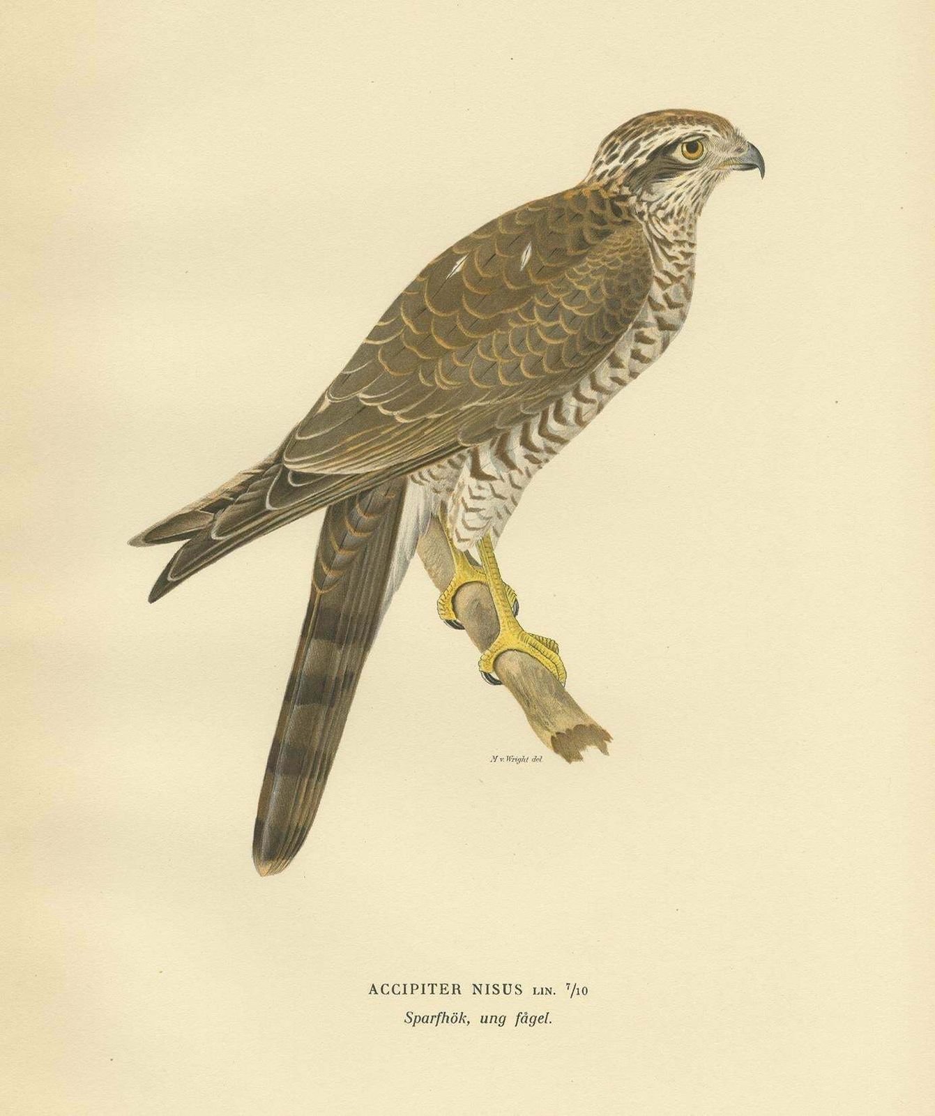 Antique Bird Print Of The Eurasian Sparrowhawk By Von Wright '1929' photo Art