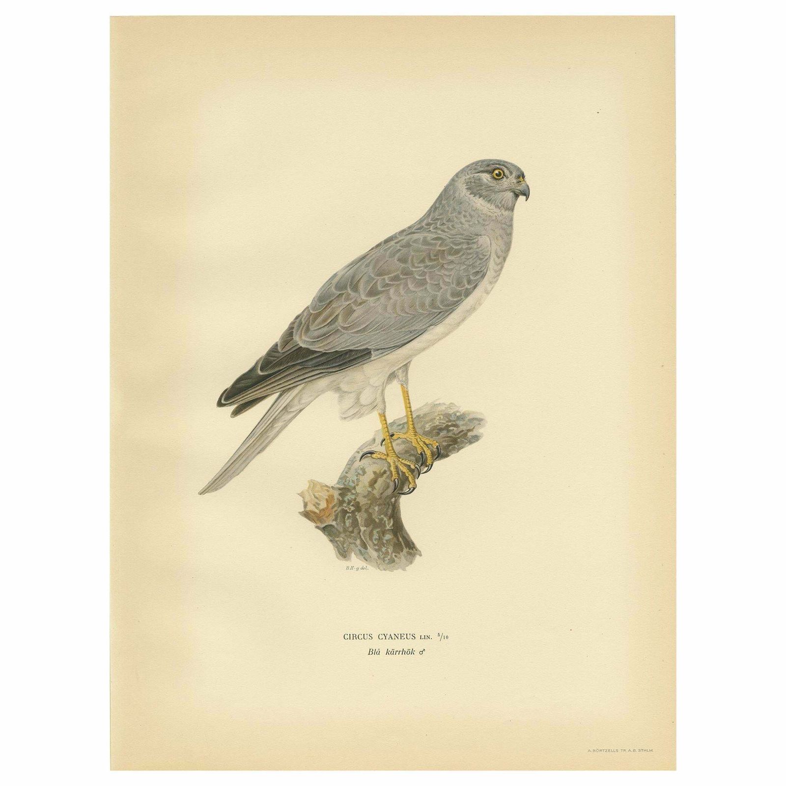 Antique Bird Print Of The Hen Harrier By Von Wright '1929'