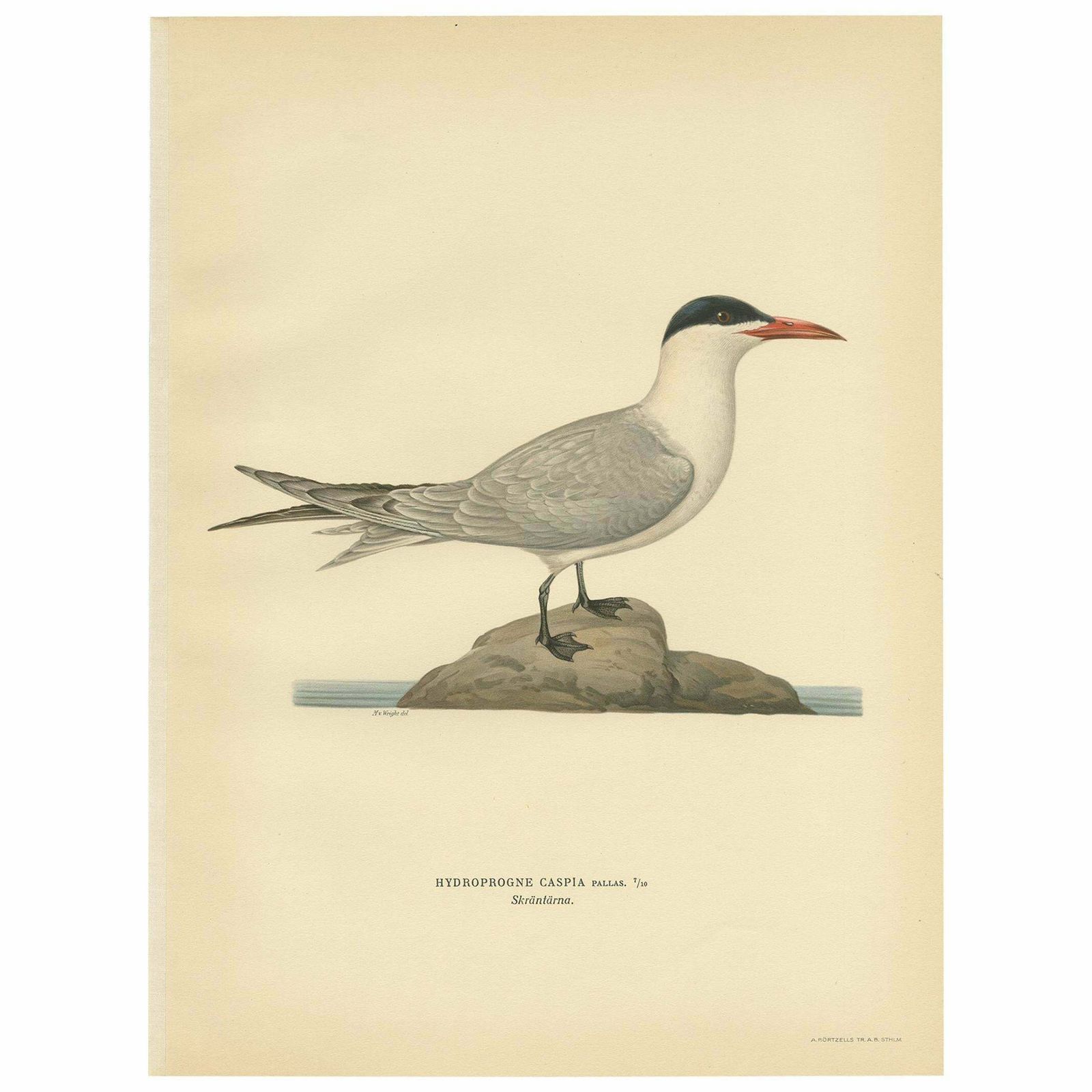 Antique Bird Print Of The Caspian Tern By Von Wright, 1929