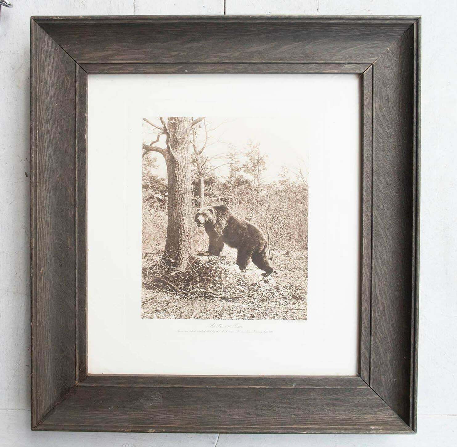 Framed Original Antique Print Of A Brown Bear, Circa 1900 photo furniture