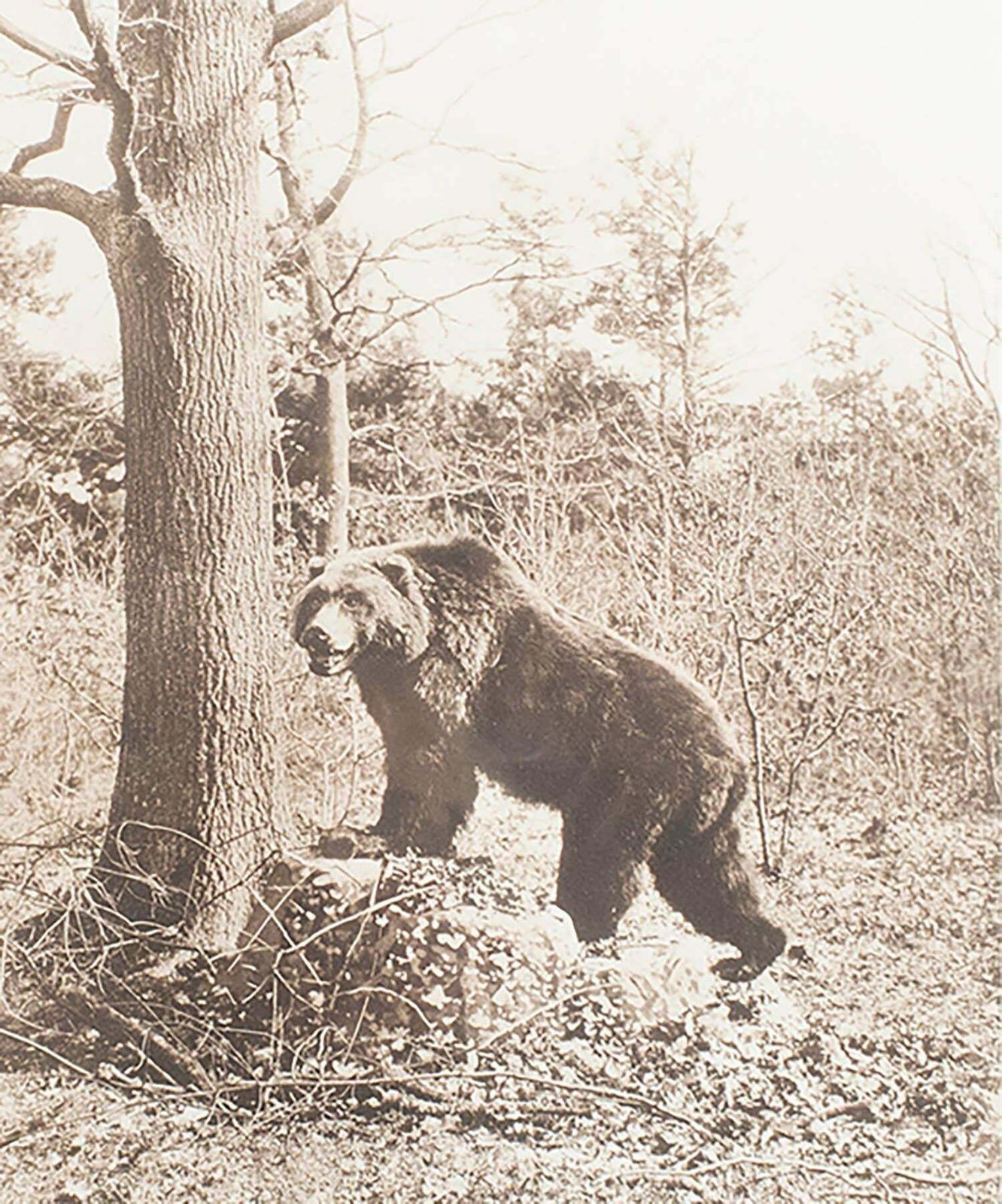 Framed Original Antique Print Of A Brown Bear, Circa 1900 photo for sale