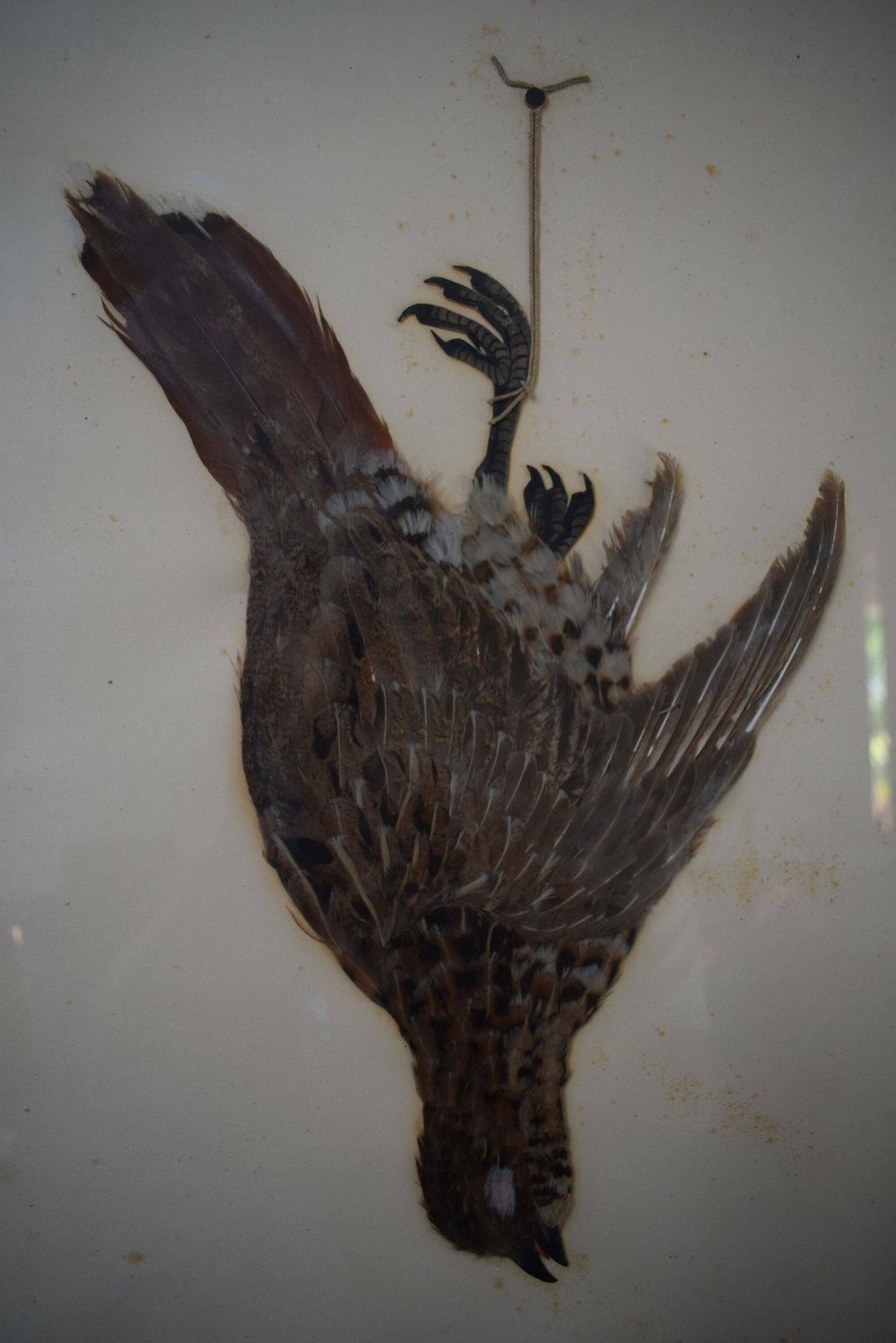 1920's Vintage Wall Hunt Trophy Drawing Game Bird With Genuine Feather photo furniture
