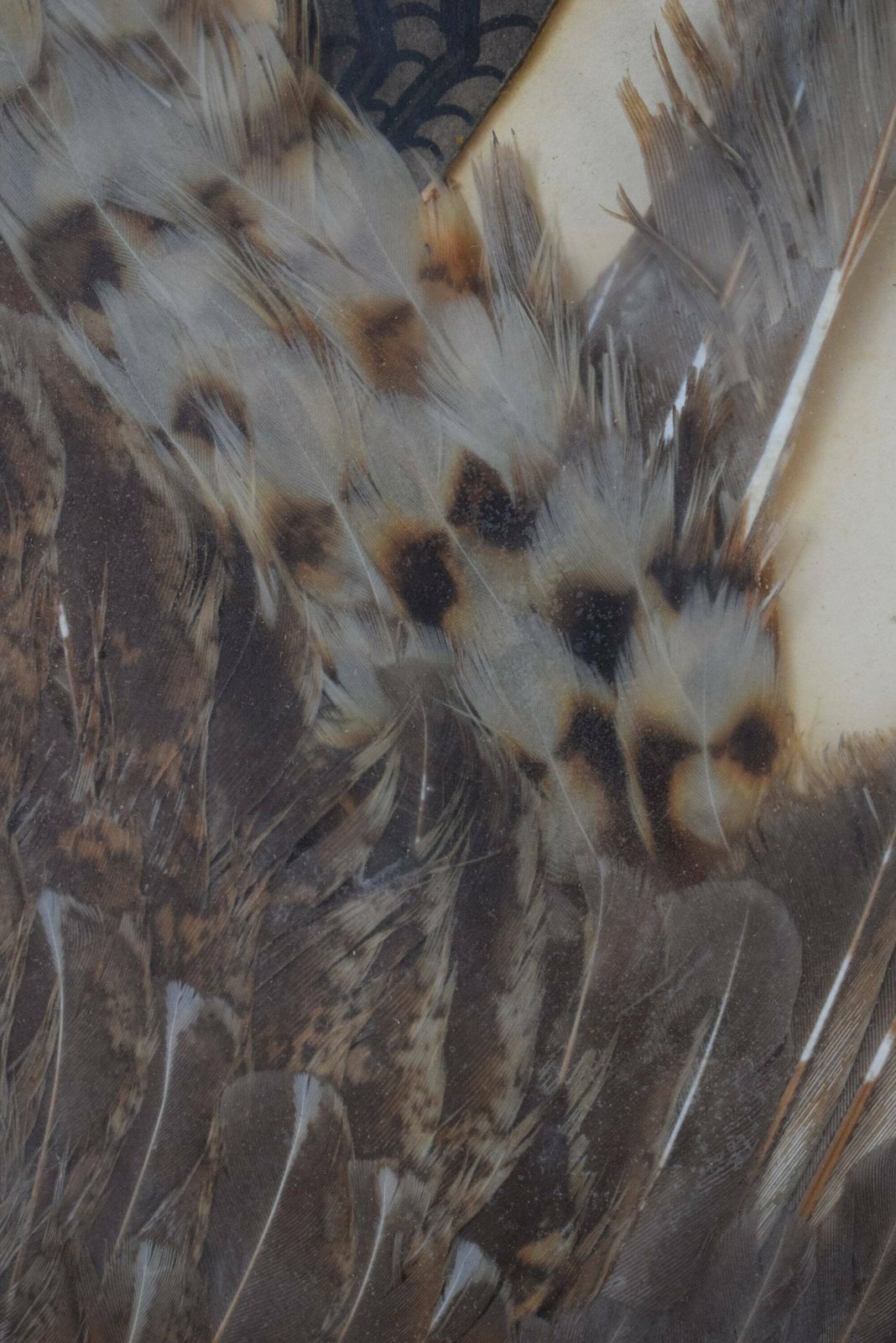 1920's Vintage Wall Hunt Trophy Drawing Game Bird With Genuine Feather photo vinterior
