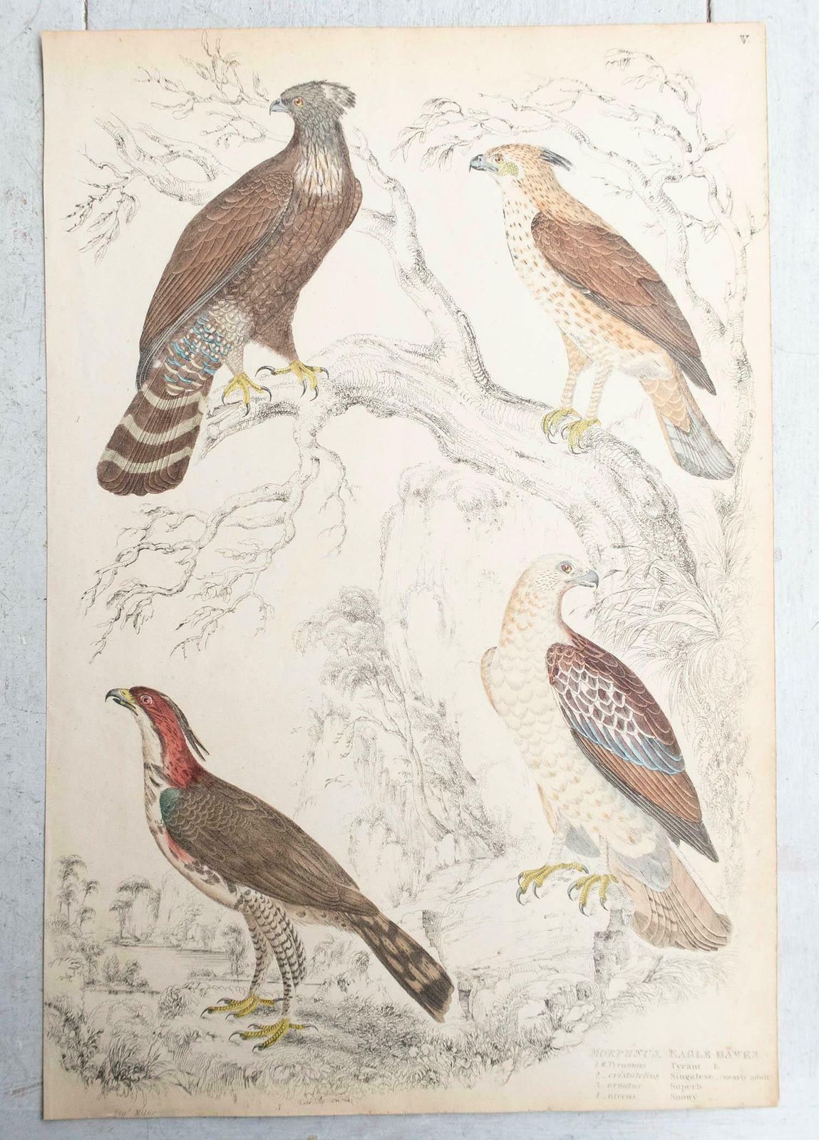 Set Of 6 Large Original Antique Prints Of Birds Of Prey, C.1835 photo Art