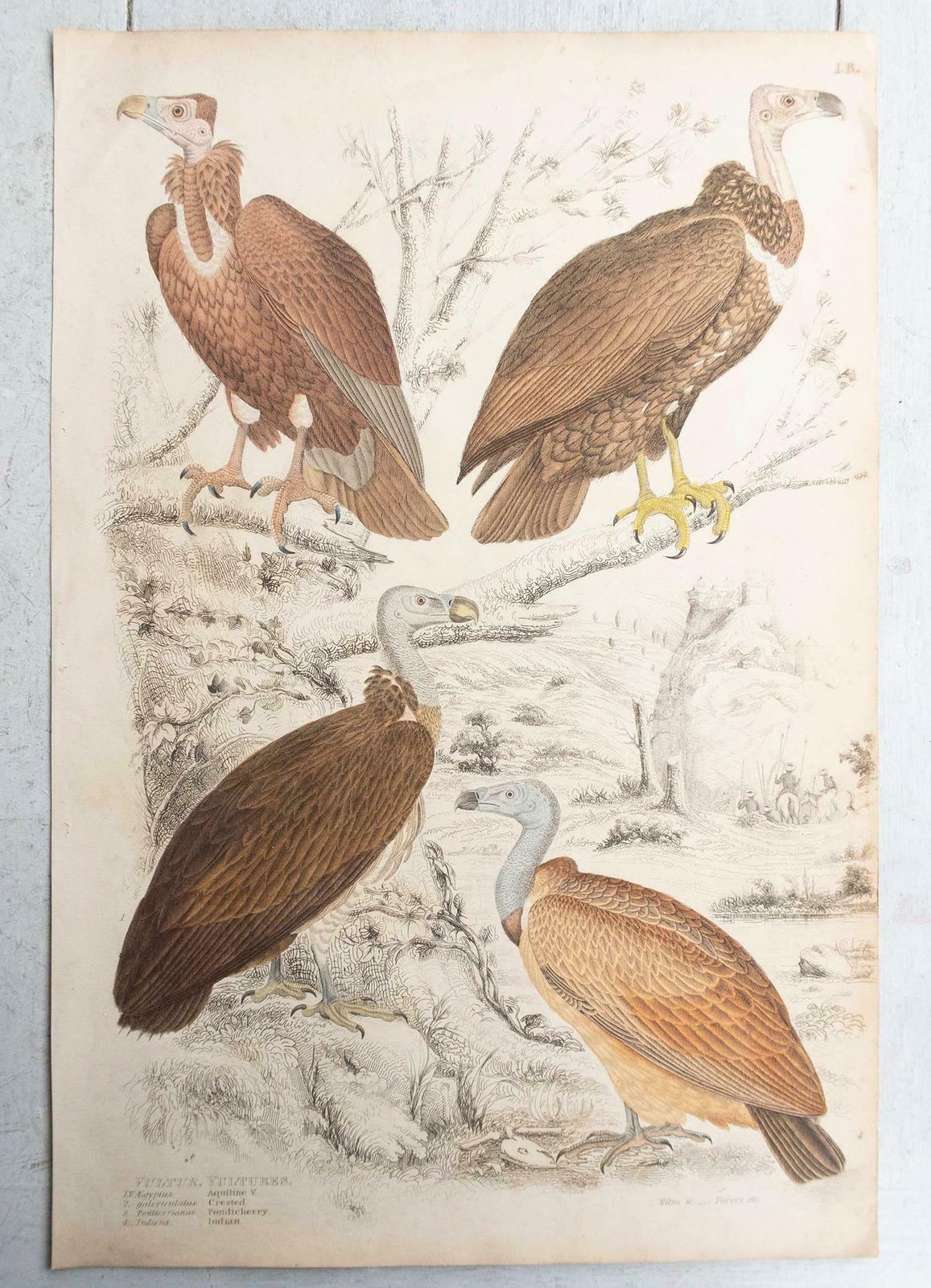Set Of 6 Large Original Antique Prints Of Birds Of Prey, C.1835 photo buy