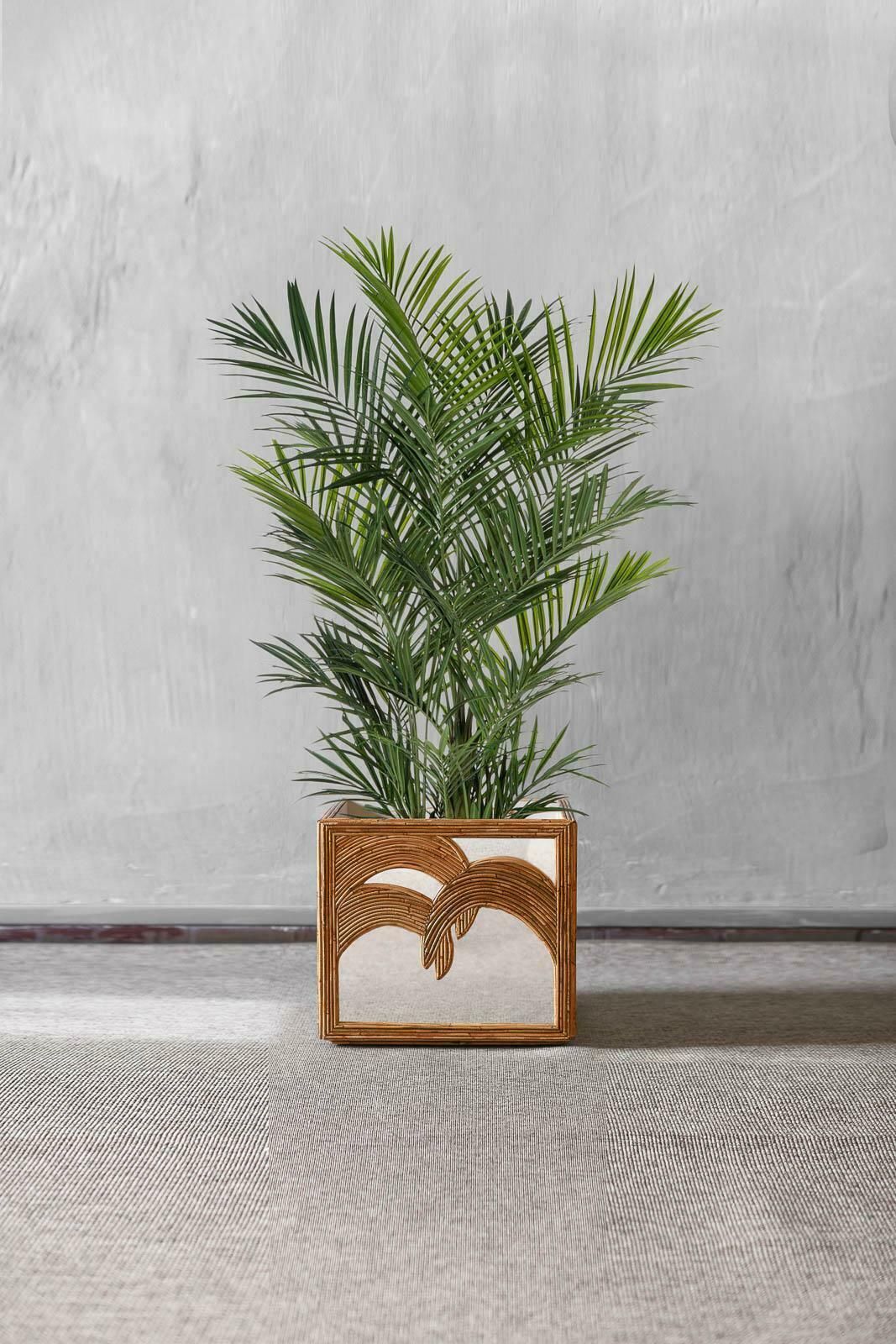 Planter With Palms With Invisible Wheels By Vivai Del Sud, 1970 photo furniture