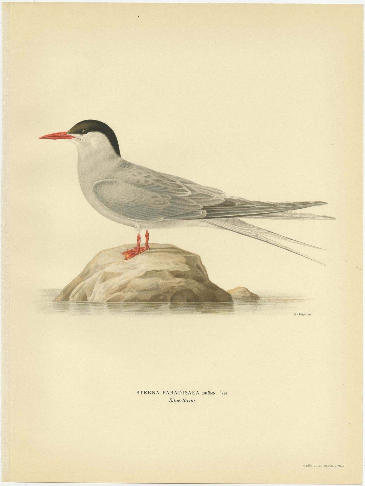Antique Bird Print Of The Arctic Tern By Von Wright, 1929 photo for sale